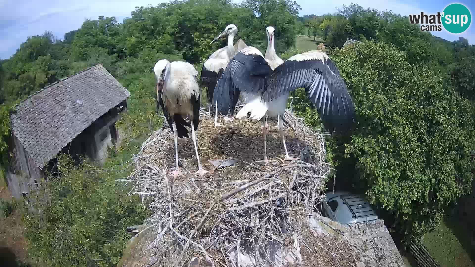 Webcam Europäisches Storchendorf – Naturpark Lonjsko polje
