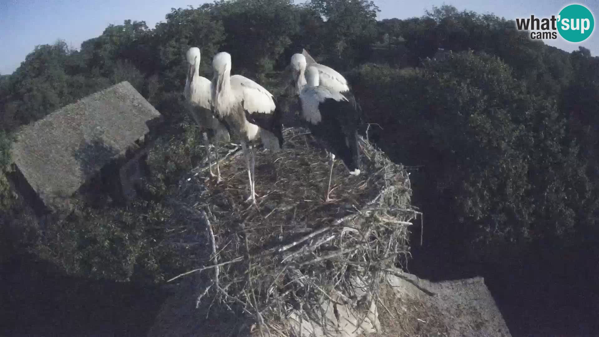 Pueblo europeo de cigüeñas camera en vivo Parque Natural Lonjsko polje