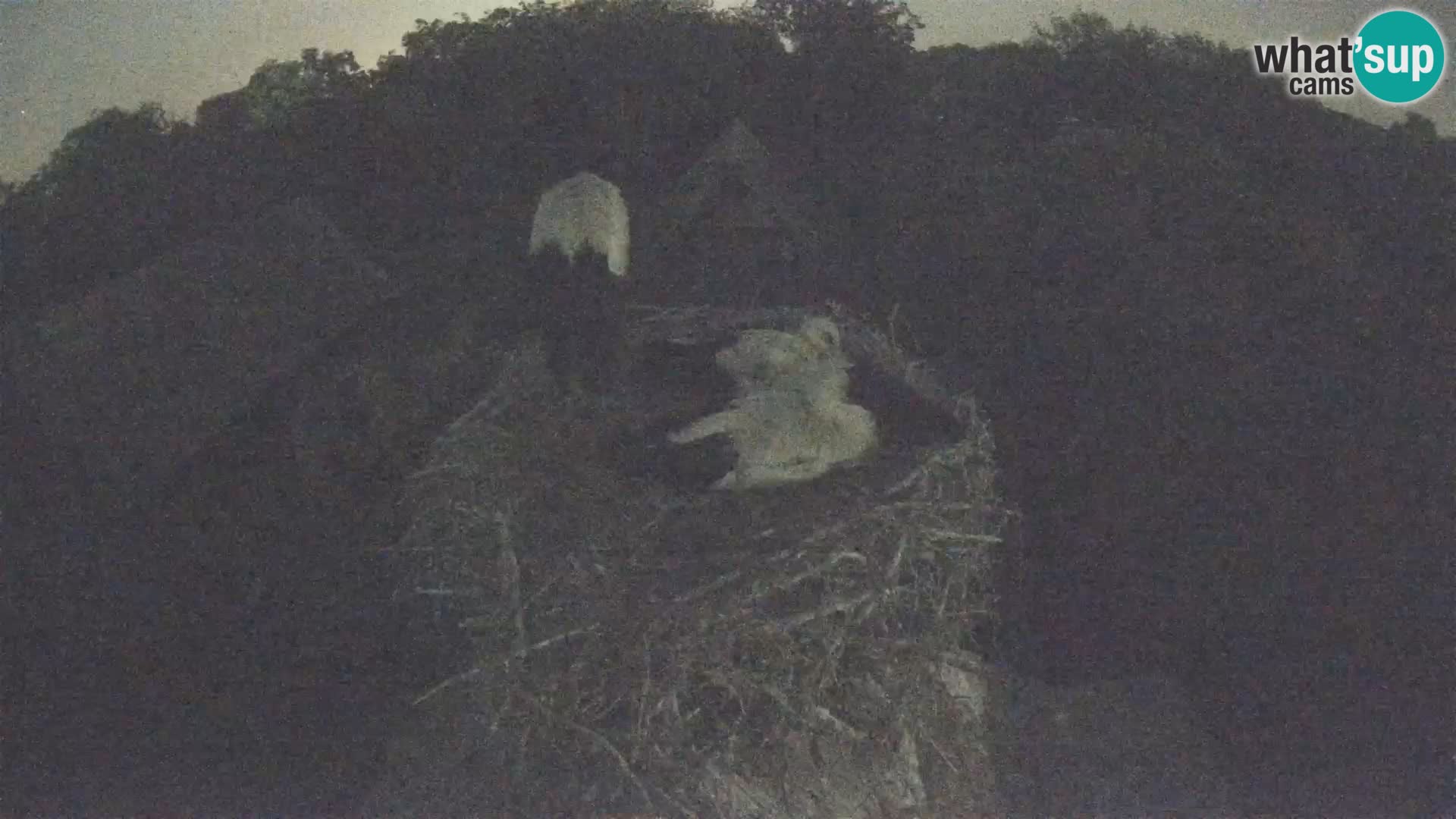 Webcam Europäisches Storchendorf – Naturpark Lonjsko polje
