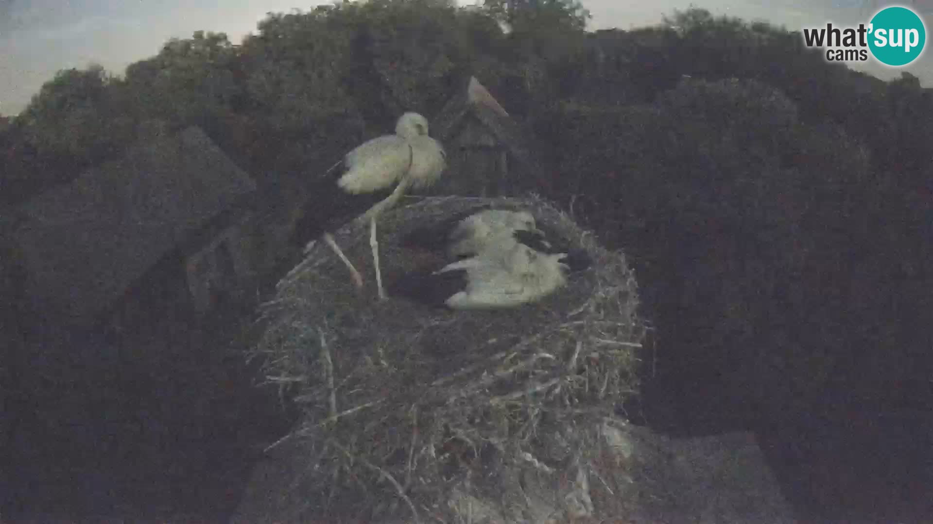 Live webcam European stork village – Lonjsko polje Nature Park