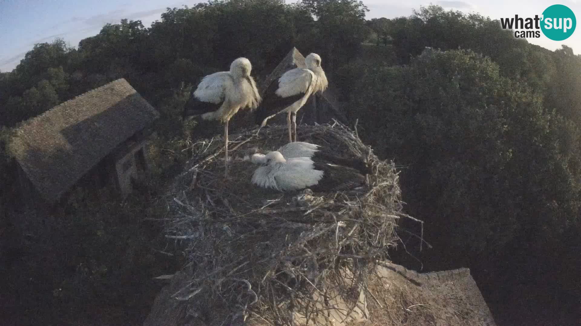 Webcam Europäisches Storchendorf – Naturpark Lonjsko polje