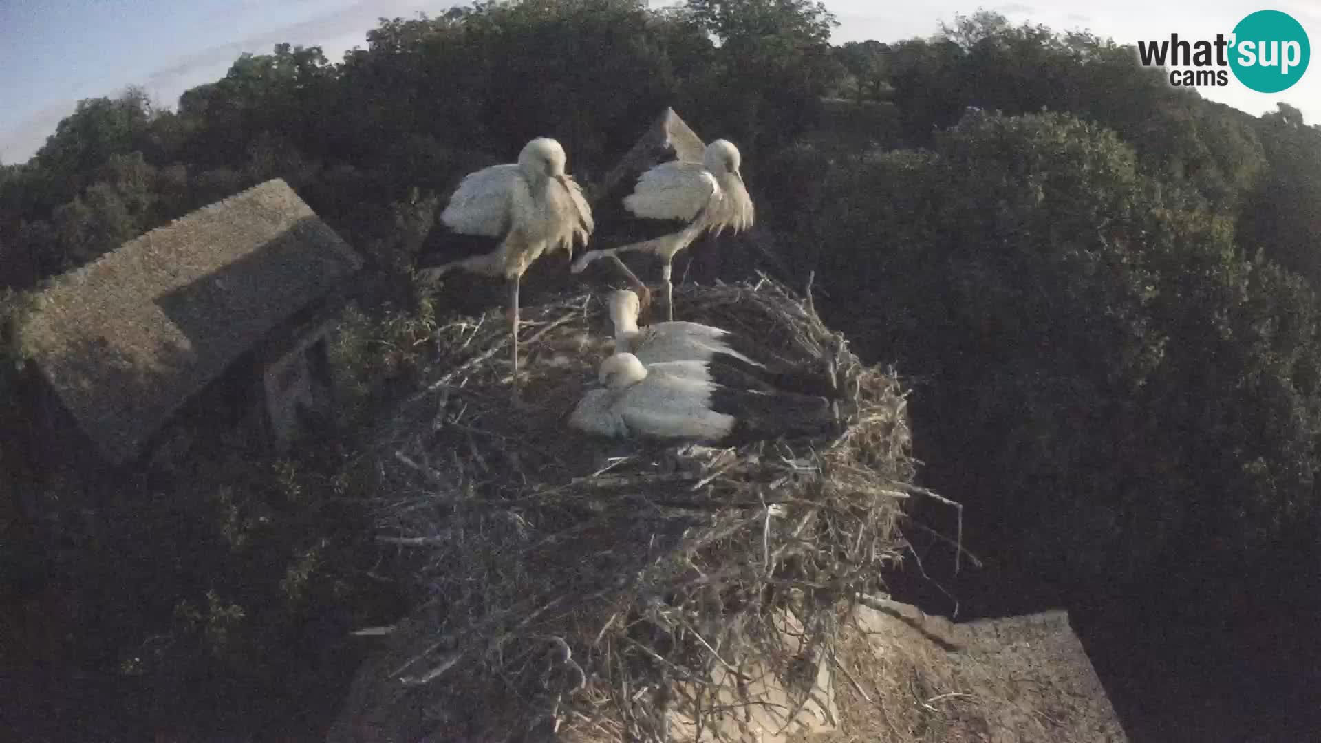 Live webcam European stork village – Lonjsko polje Nature Park