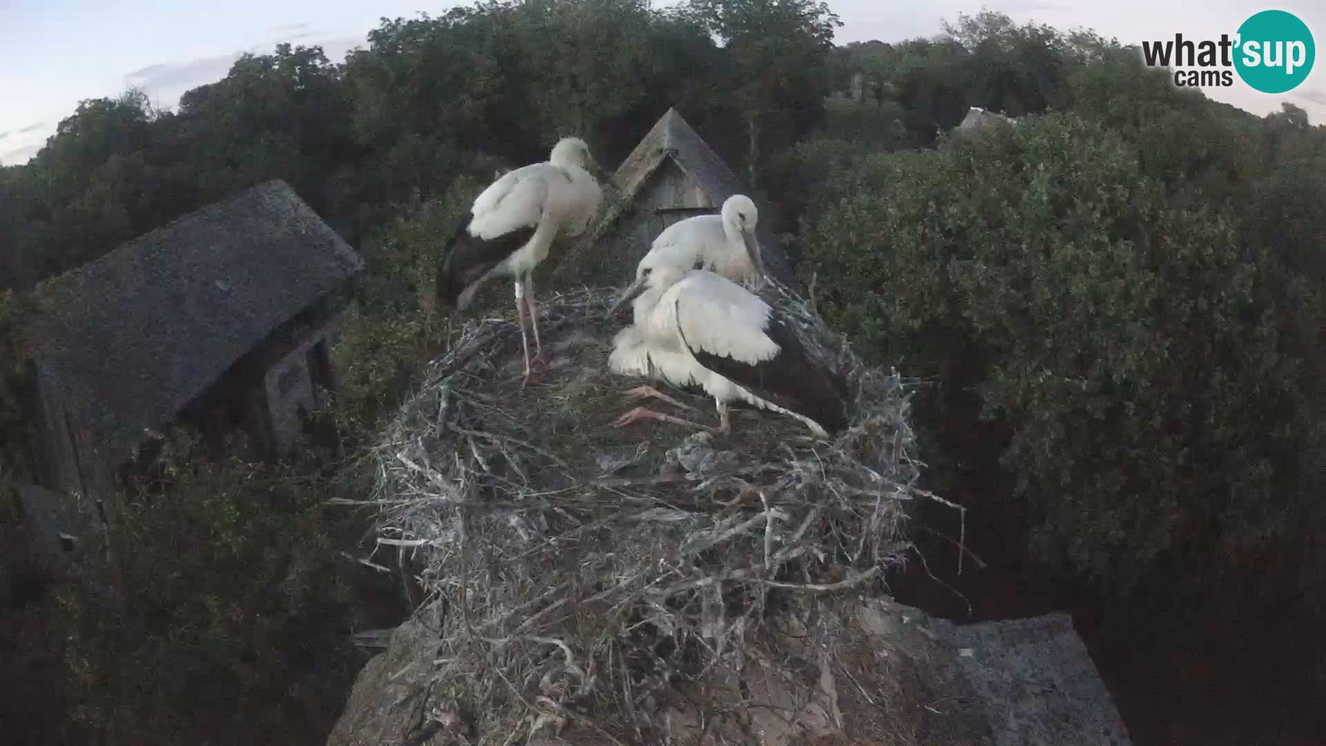 Live webcam European stork village – Lonjsko polje Nature Park