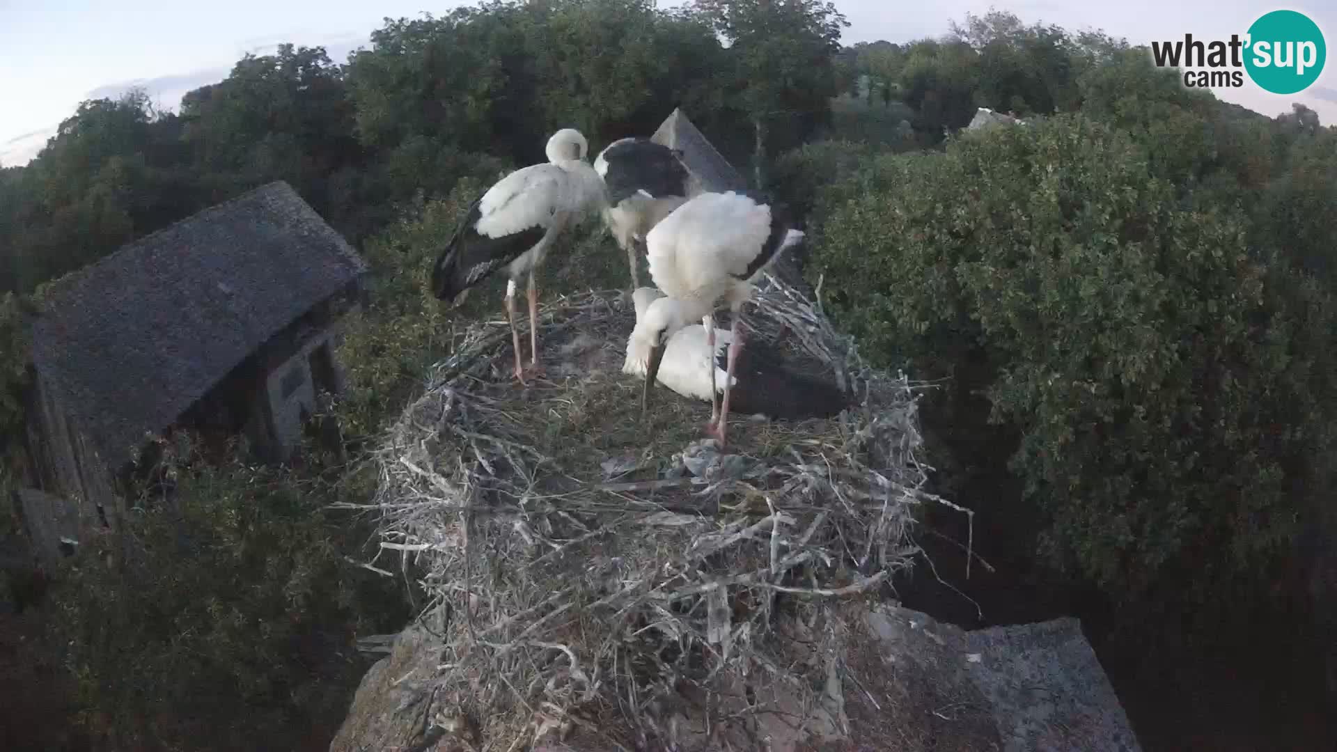Webcam Europäisches Storchendorf – Naturpark Lonjsko polje