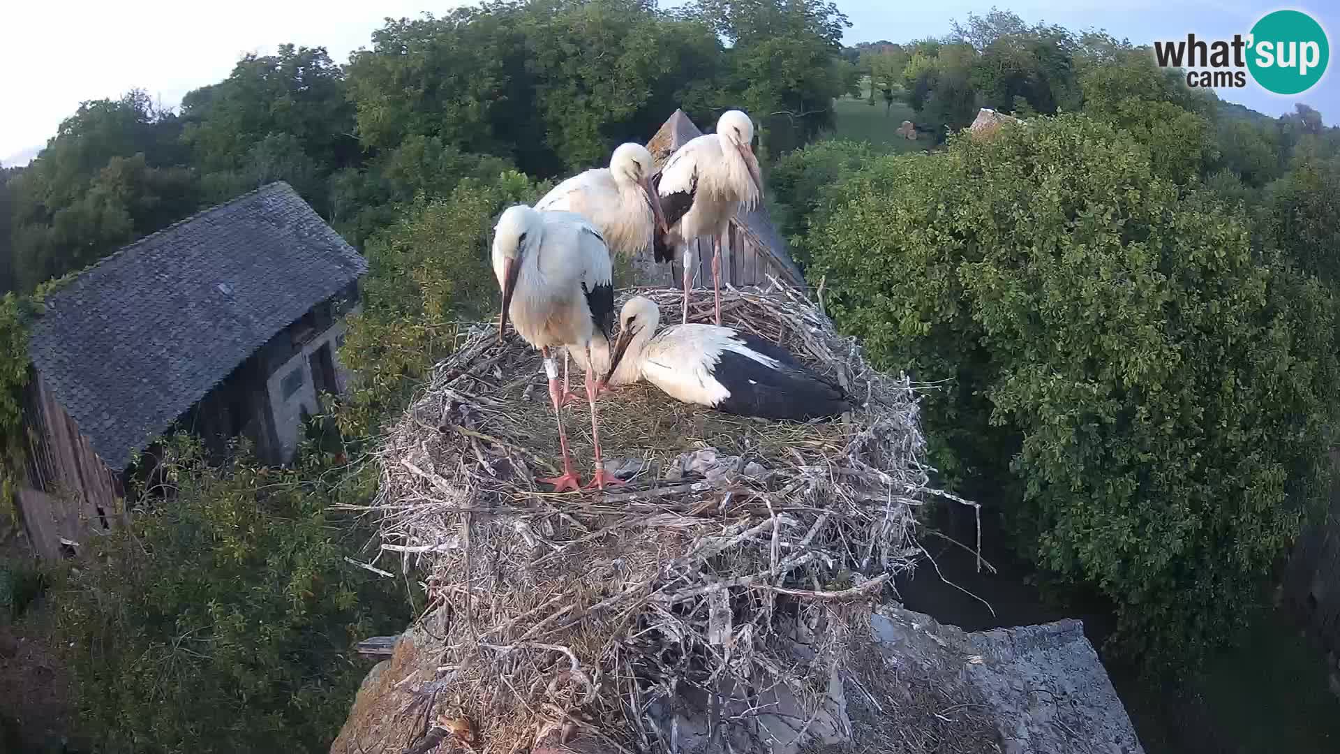 Villaggio delle cicogne europee webcam Parco naturale di Lonjsko polje