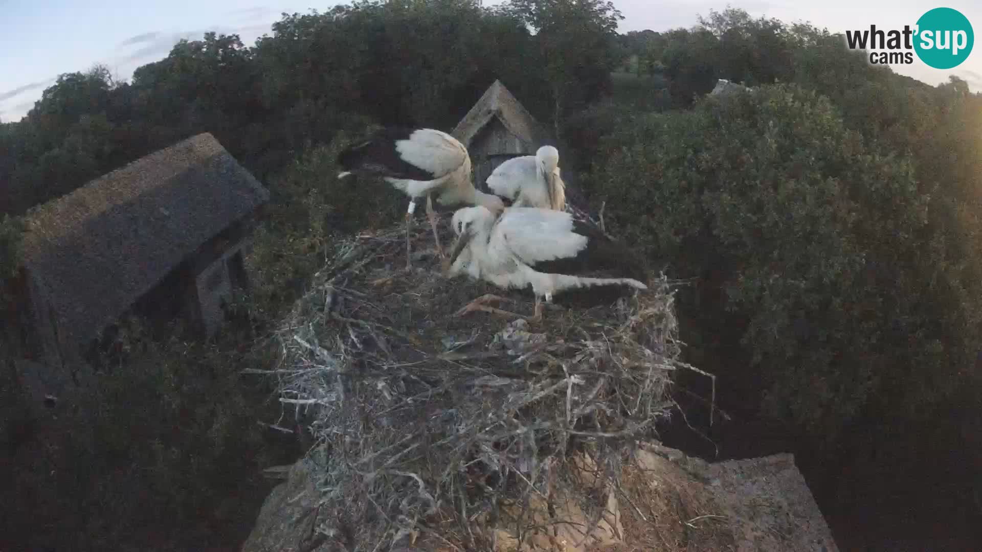 Village européen de cigognes webcam Parc naturel de Lonjsko polje