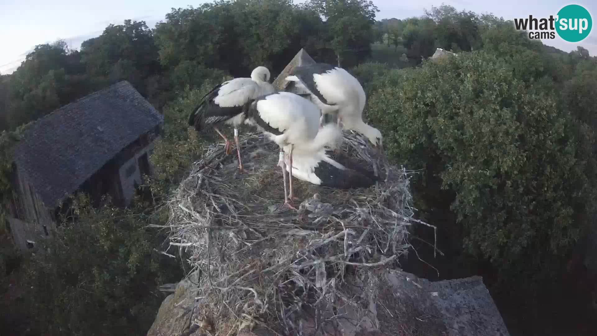 Live webcam European stork village – Lonjsko polje Nature Park