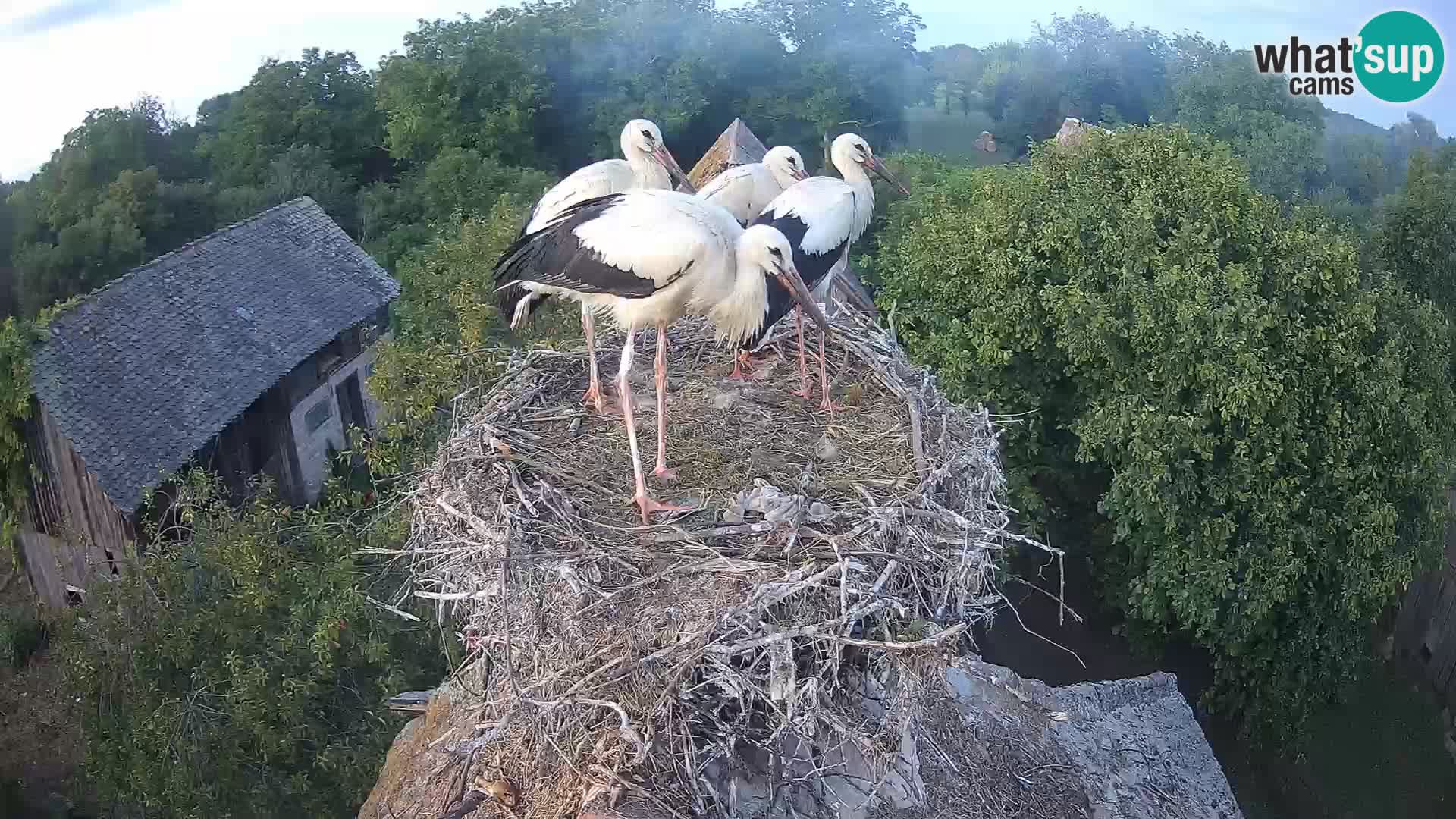 Villaggio delle cicogne europee webcam Parco naturale di Lonjsko polje