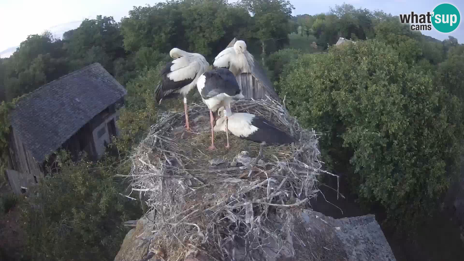 Webcam Europäisches Storchendorf – Naturpark Lonjsko polje