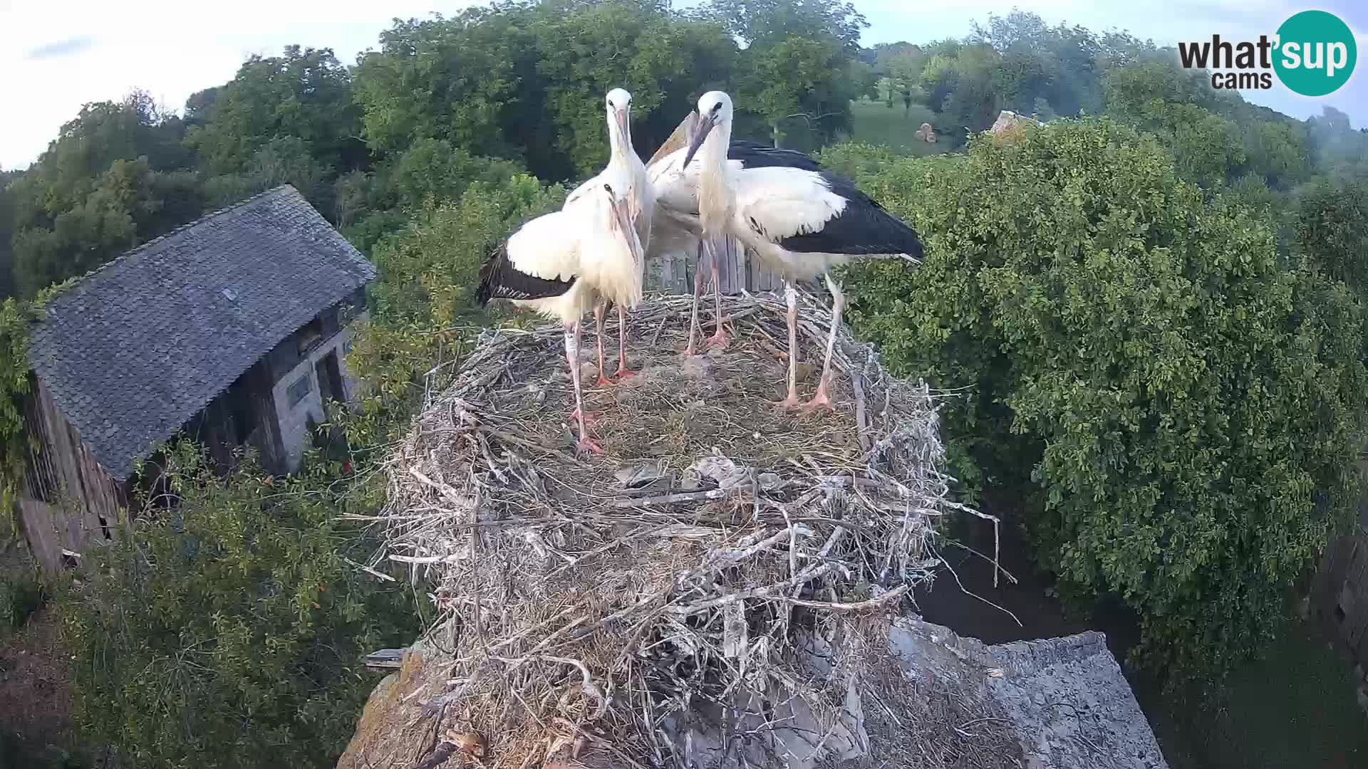 Webcam Europäisches Storchendorf – Naturpark Lonjsko polje