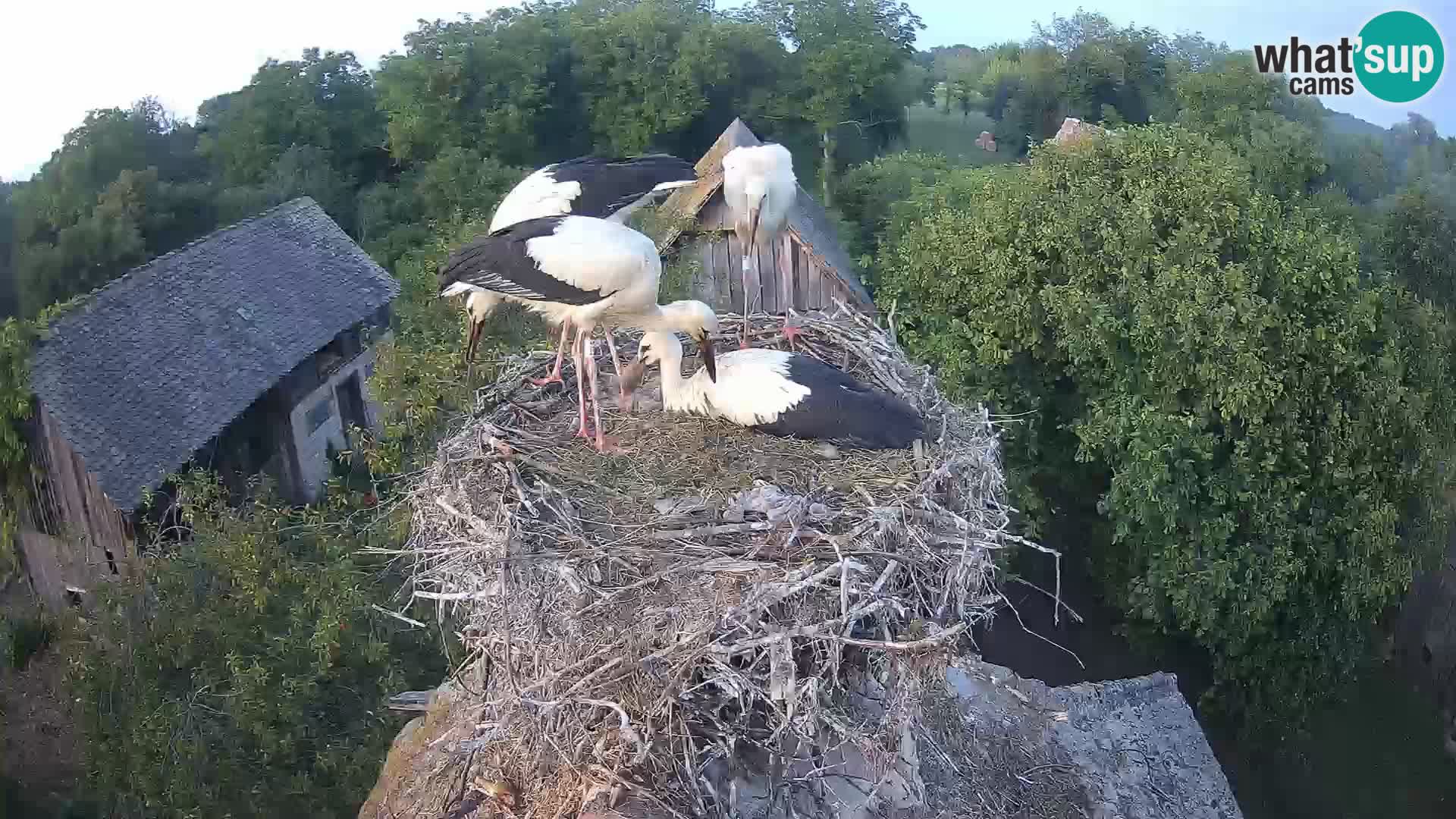 Village européen de cigognes webcam Parc naturel de Lonjsko polje
