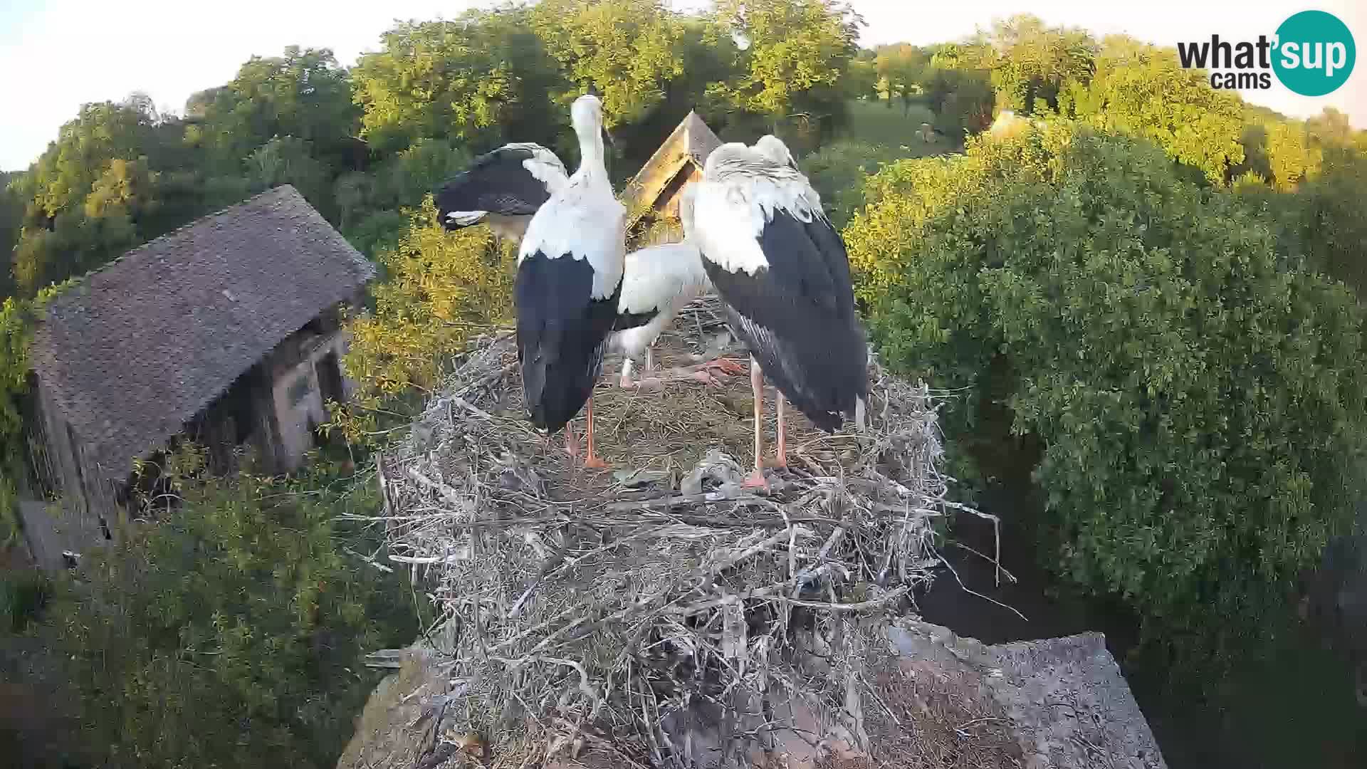 Villaggio delle cicogne europee webcam Parco naturale di Lonjsko polje