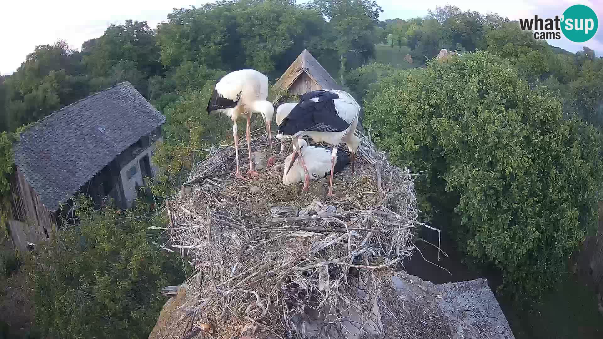 U živo Europsko selo roda – Park prirode Lonjsko polje