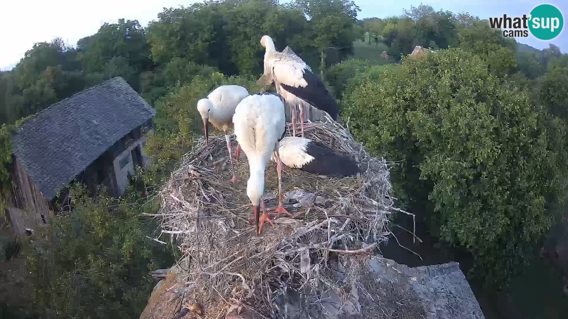 Live webcam European stork village – Lonjsko polje Nature Park