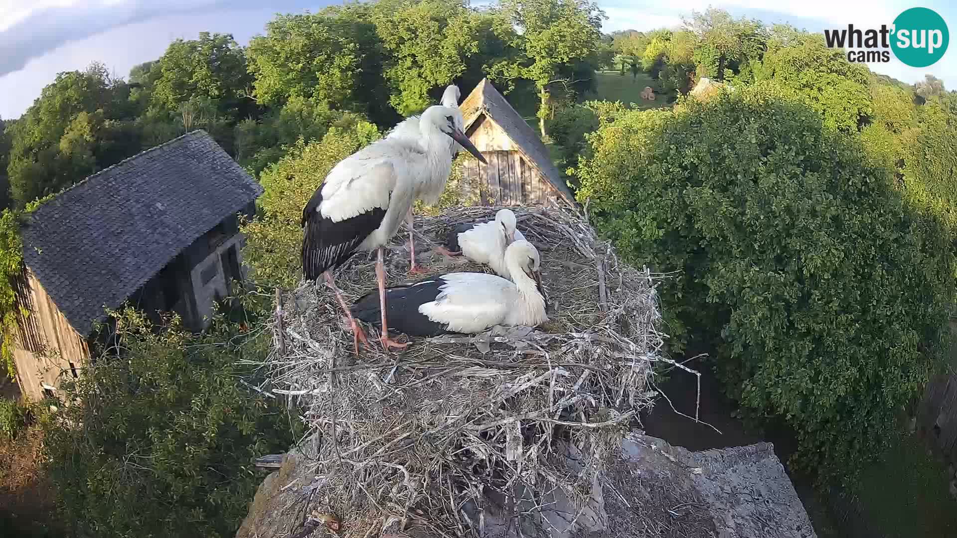 Live webcam European stork village – Lonjsko polje Nature Park