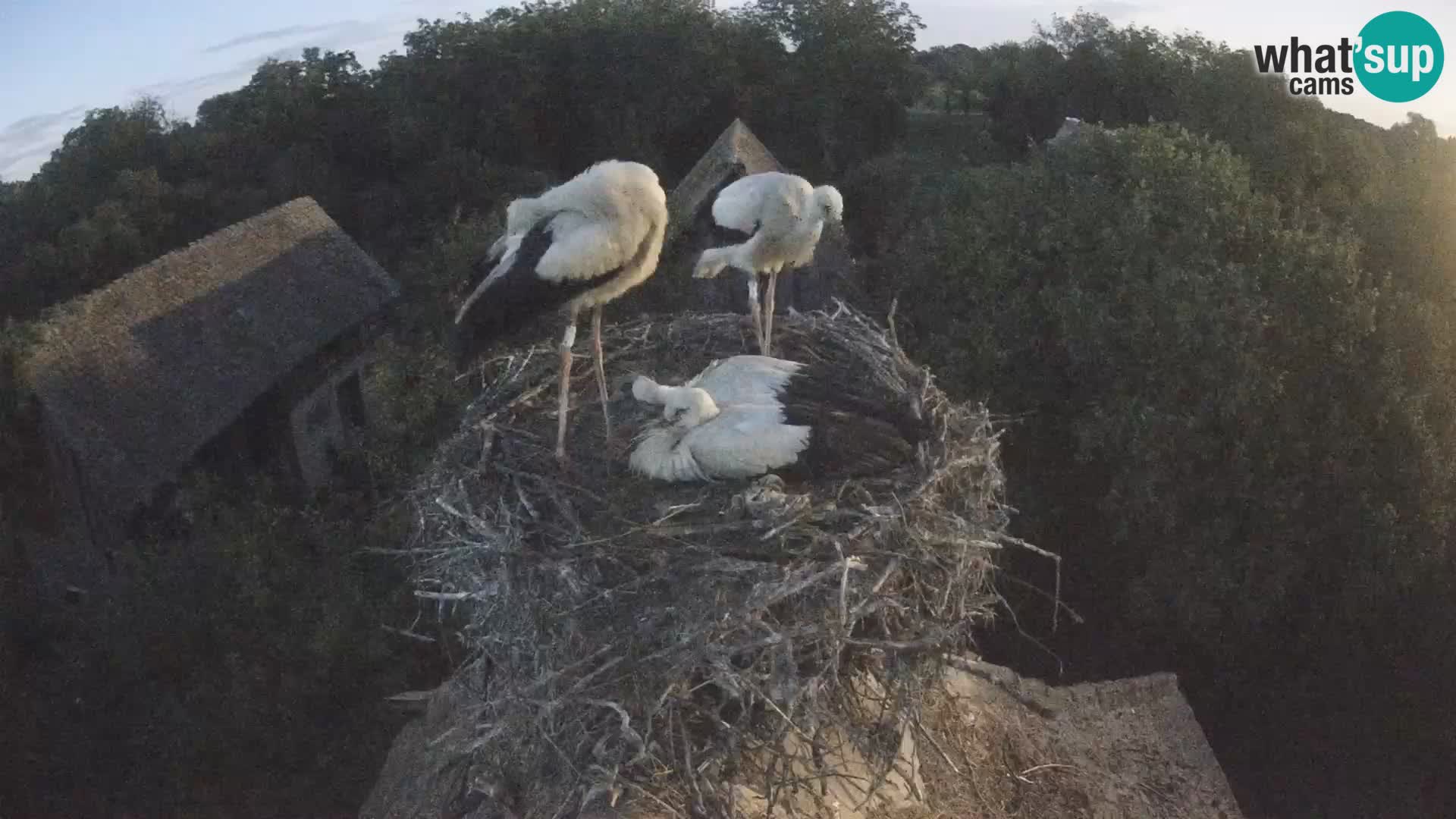 Pueblo europeo de cigüeñas camera en vivo Parque Natural Lonjsko polje