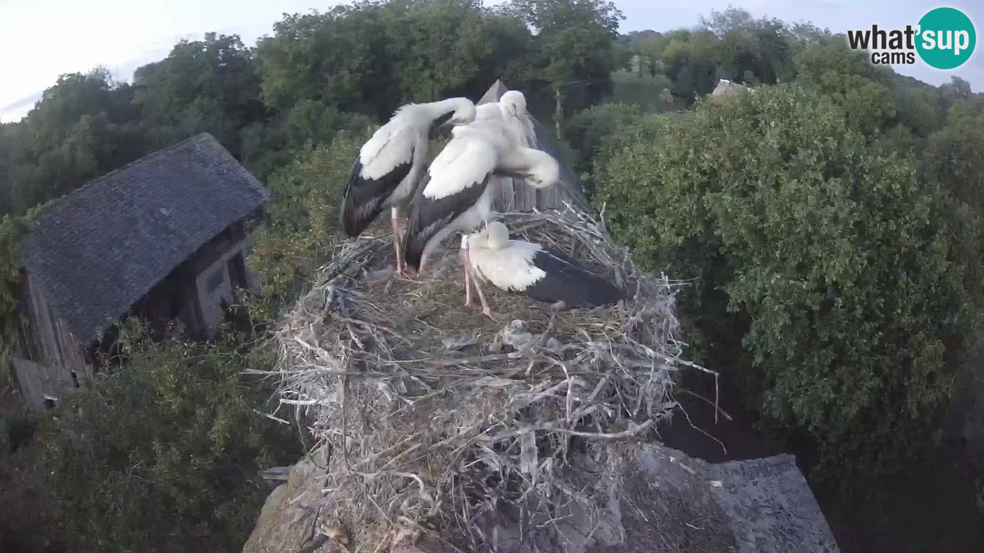 Pueblo europeo de cigüeñas camera en vivo Parque Natural Lonjsko polje