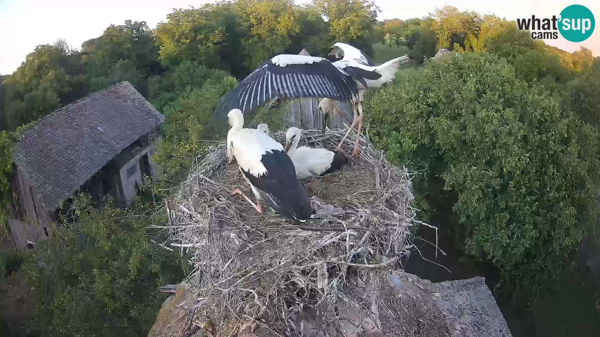 Pueblo europeo de cigüeñas camera en vivo Parque Natural Lonjsko polje