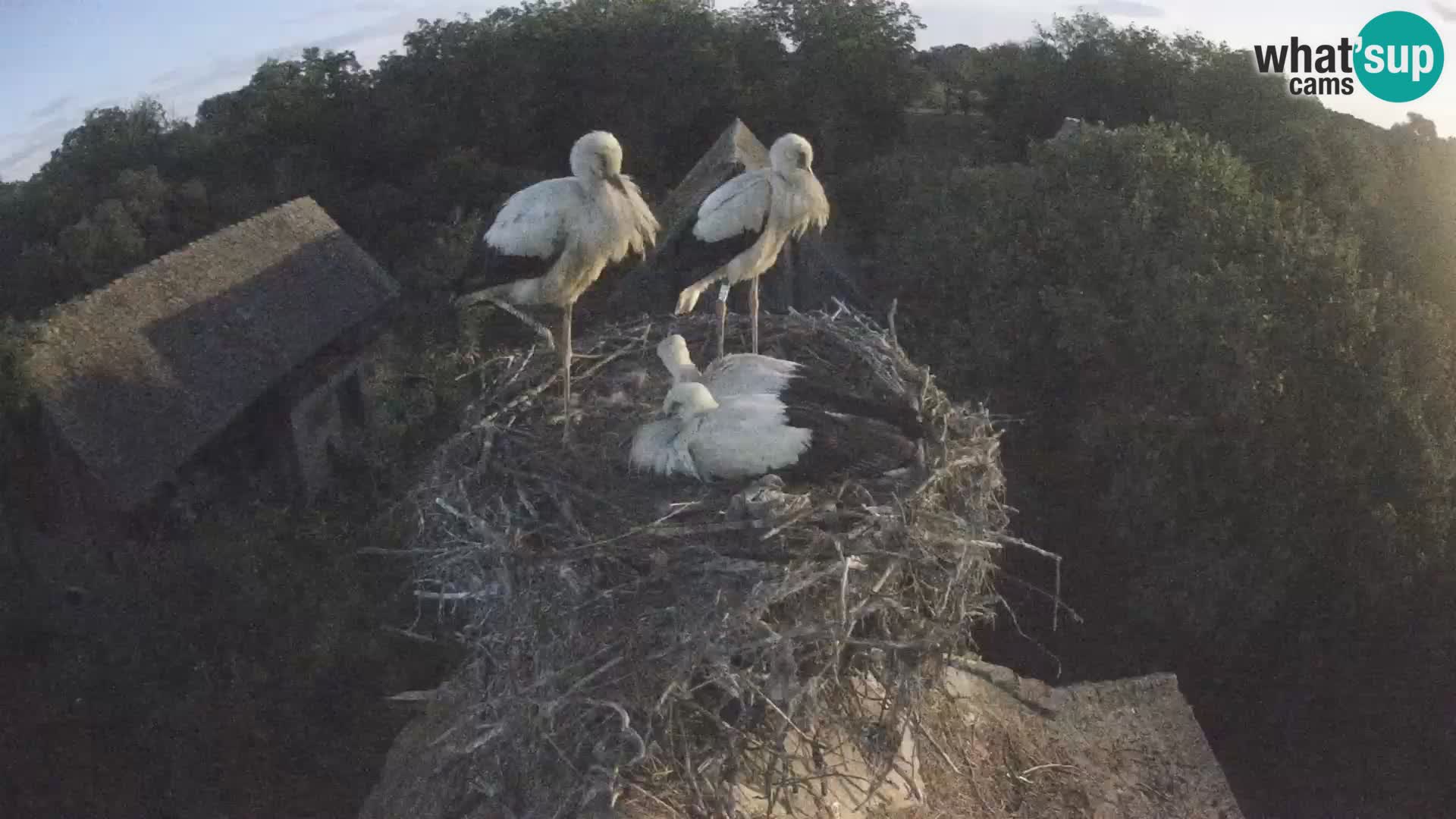 Pueblo europeo de cigüeñas camera en vivo Parque Natural Lonjsko polje