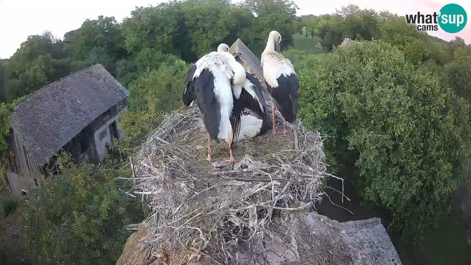 Villaggio delle cicogne europee webcam Parco naturale di Lonjsko polje