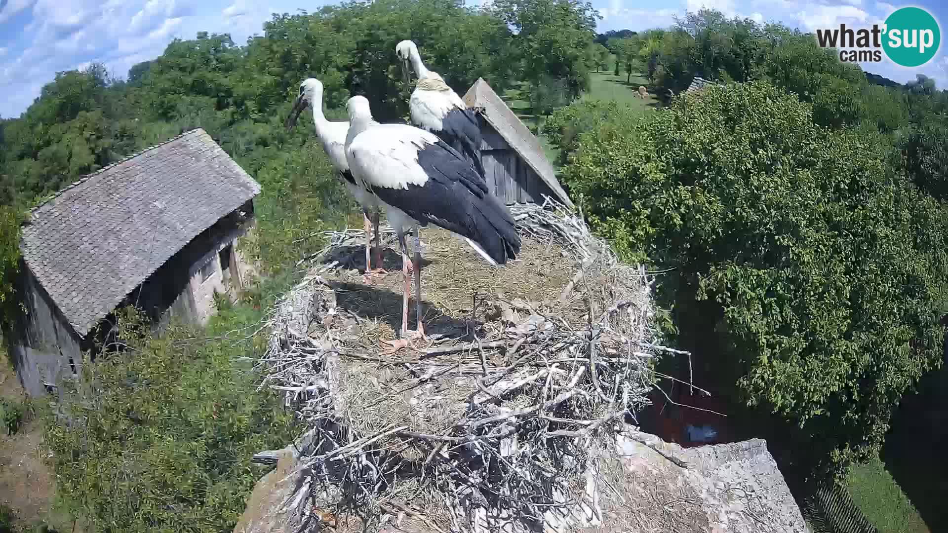U živo Europsko selo roda – Park prirode Lonjsko polje