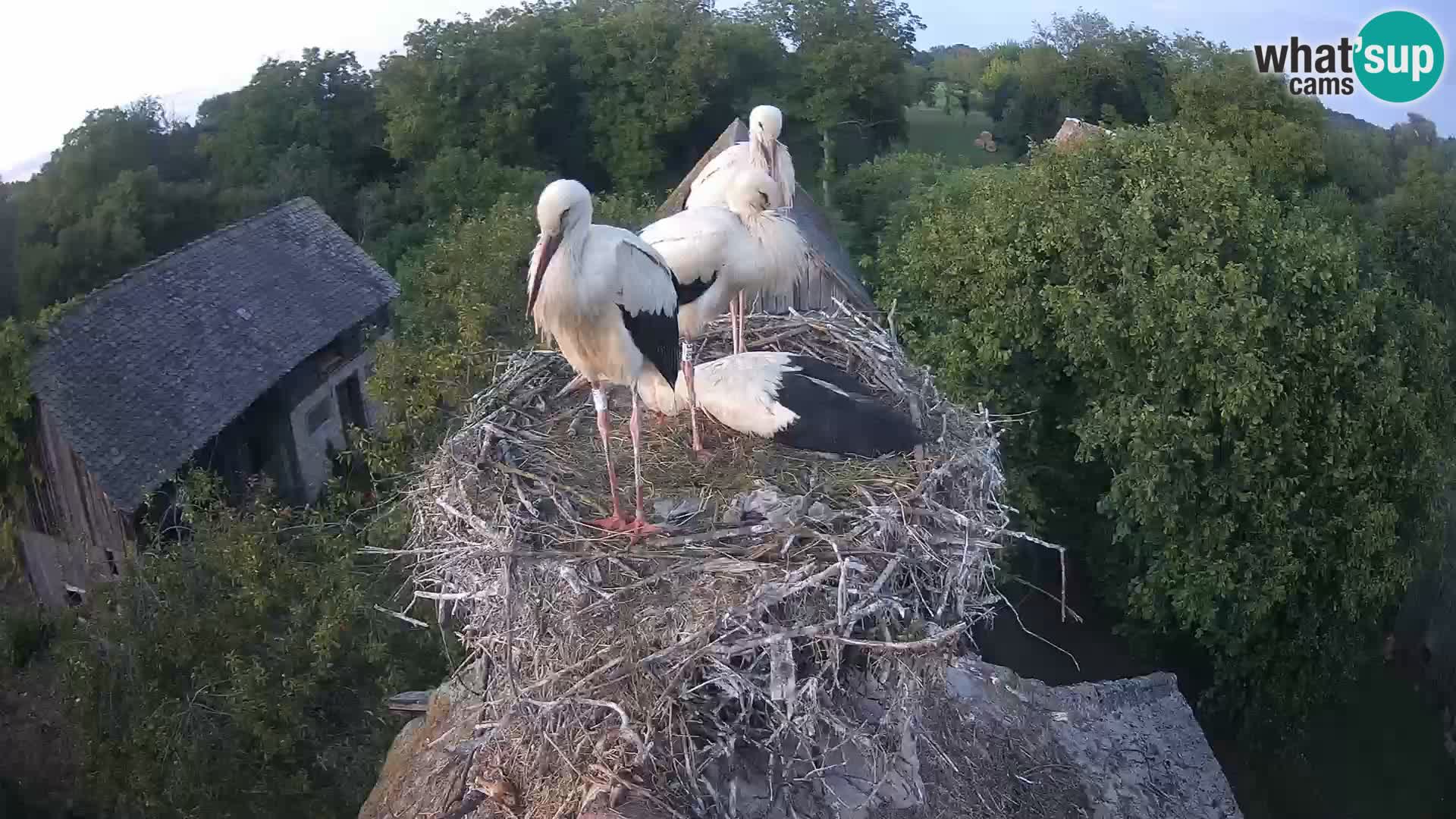 Villaggio delle cicogne europee webcam Parco naturale di Lonjsko polje