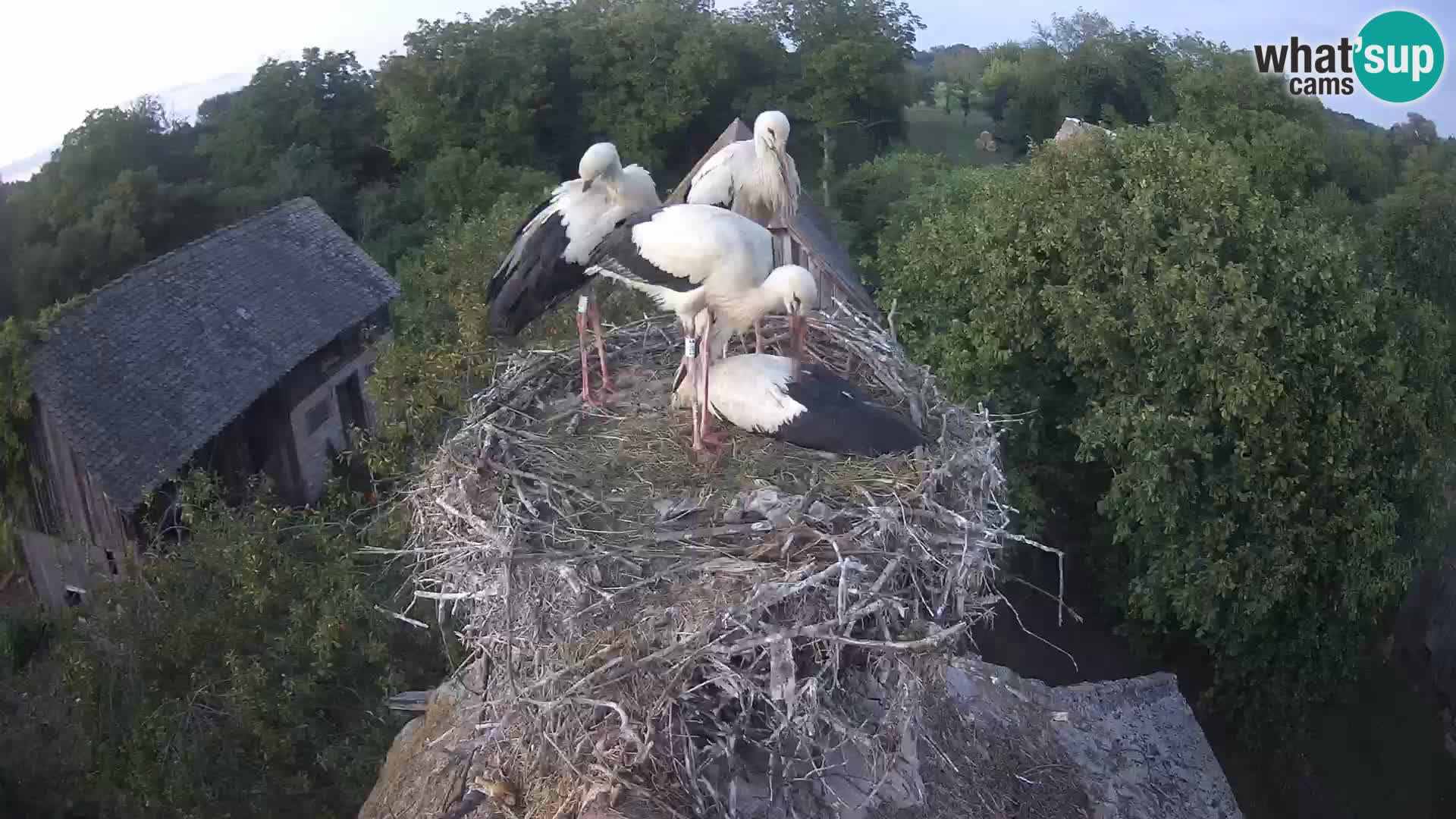 Pueblo europeo de cigüeñas camera en vivo Parque Natural Lonjsko polje