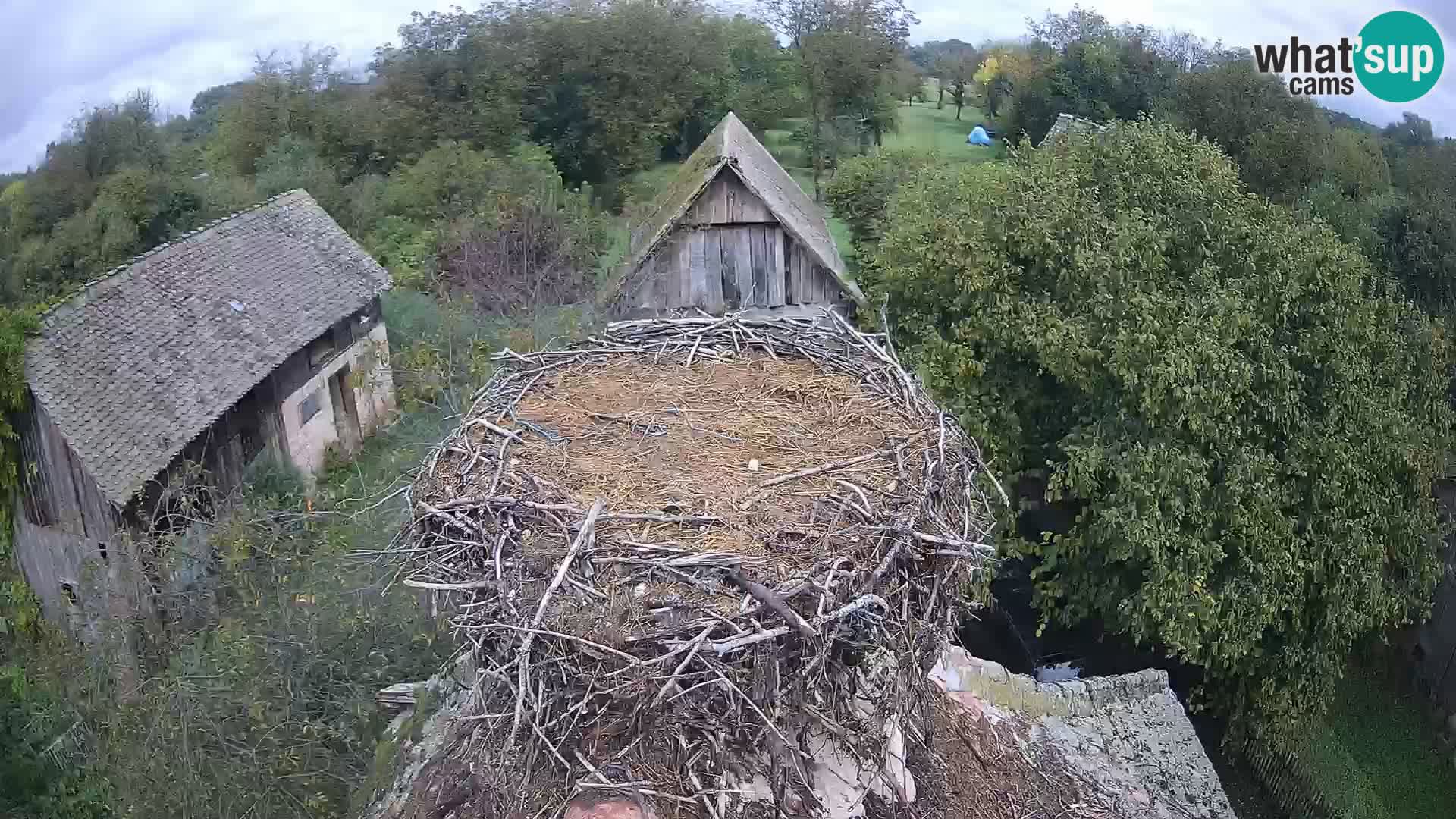 Webcam Europäisches Storchendorf – Naturpark Lonjsko polje