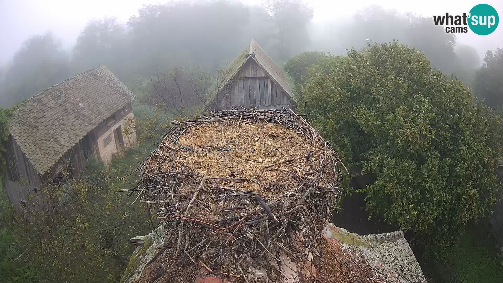 Village européen de cigognes webcam Parc naturel de Lonjsko polje