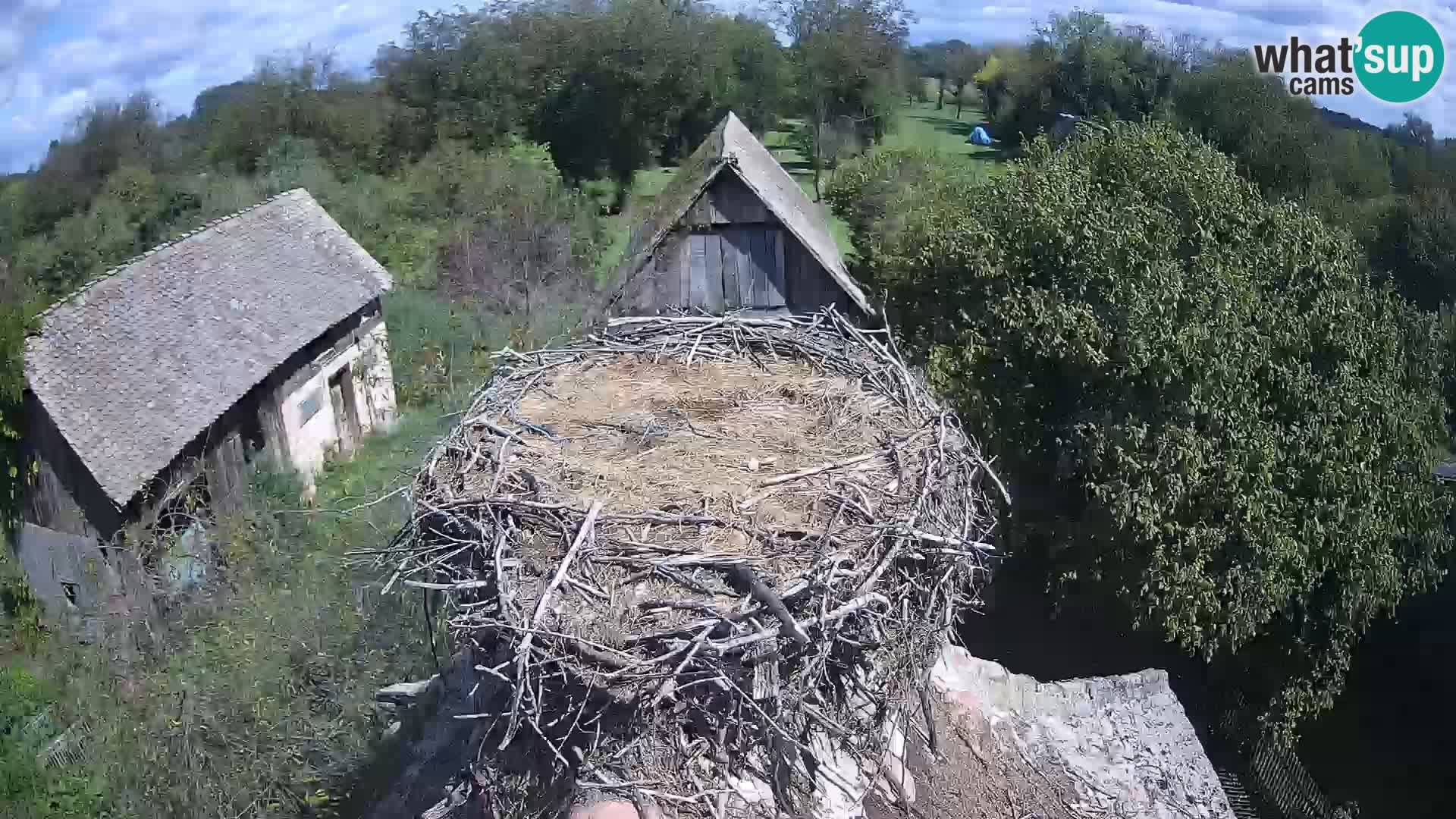 Live webcam European stork village – Lonjsko polje Nature Park