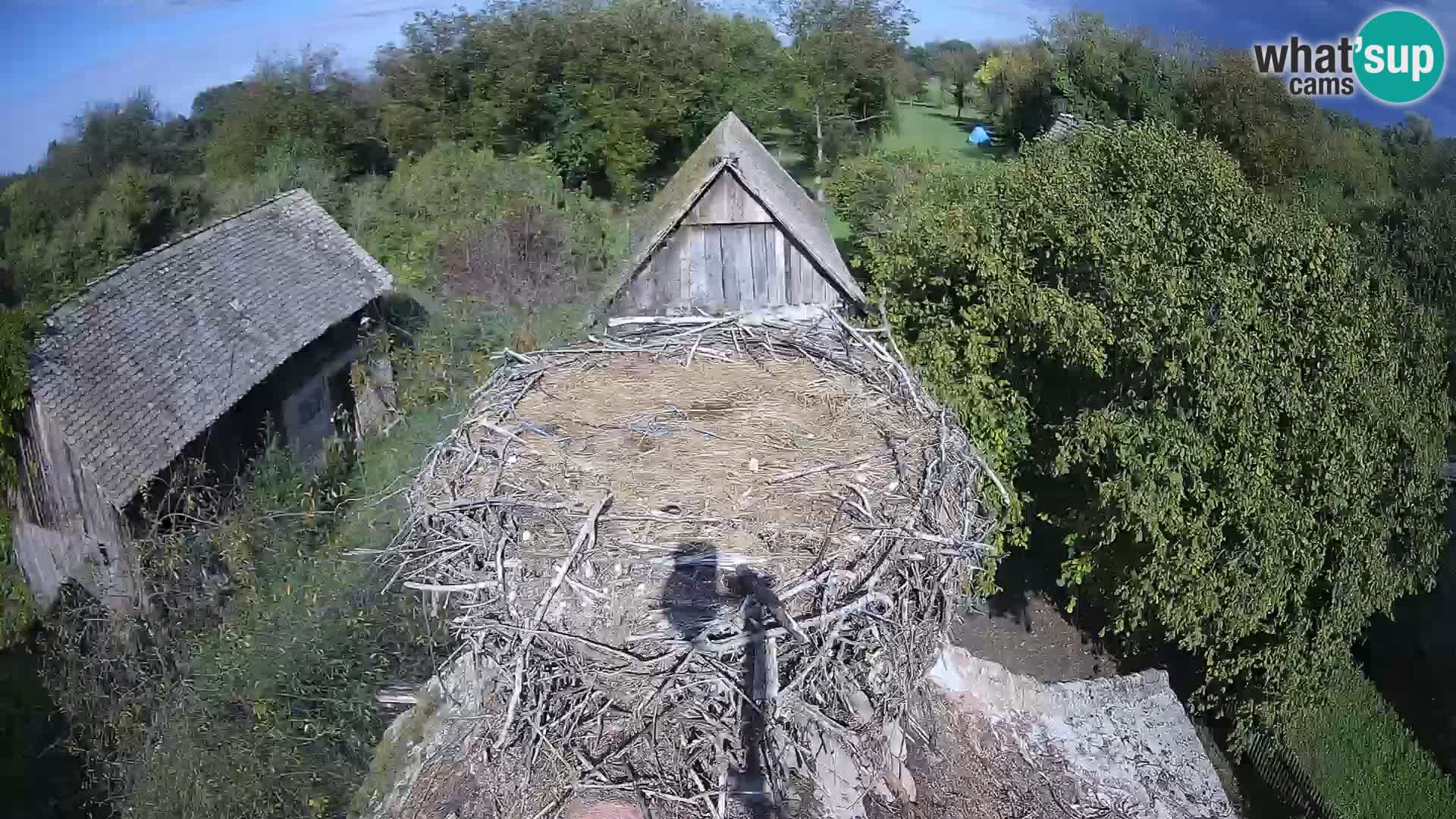 Villaggio delle cicogne europee webcam Parco naturale di Lonjsko polje