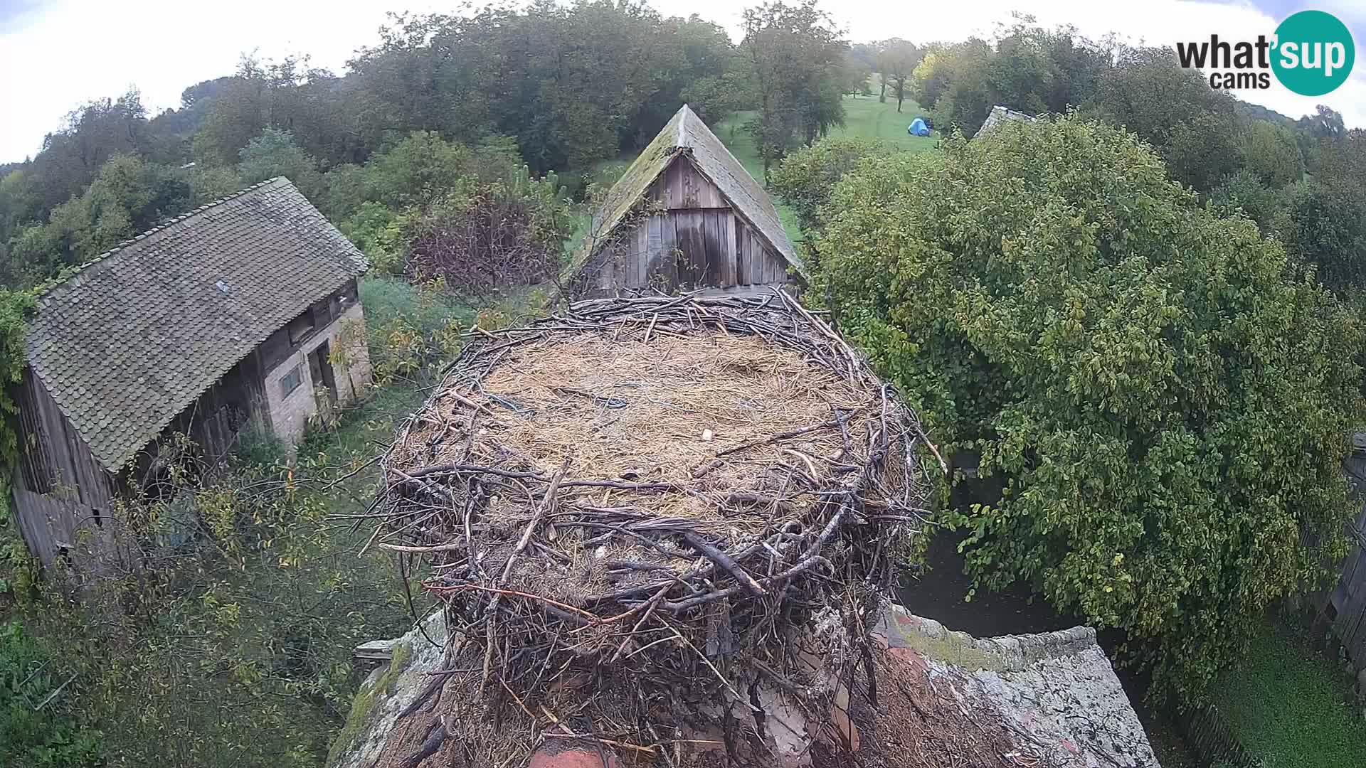 Webcam Europäisches Storchendorf – Naturpark Lonjsko polje