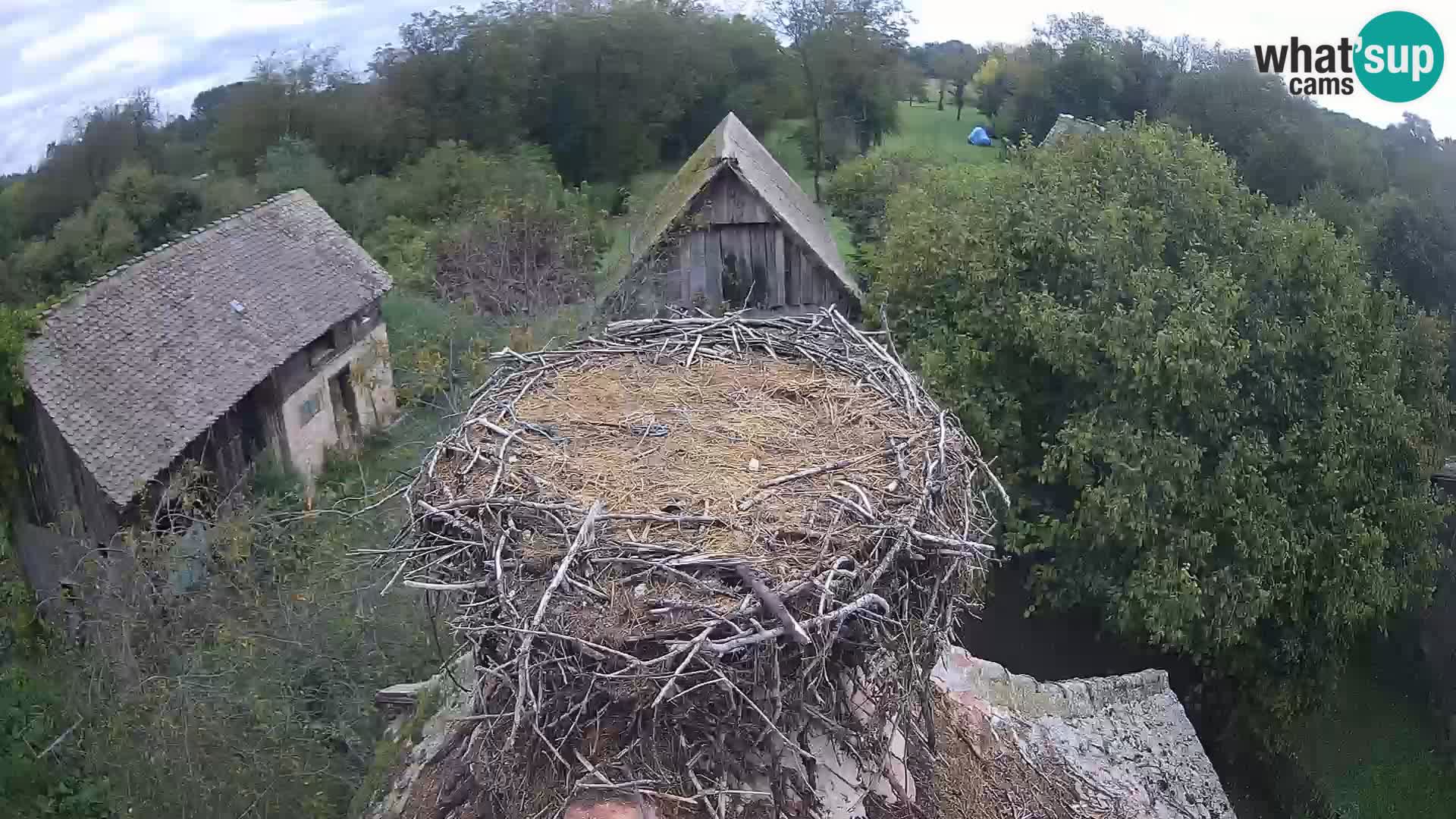Villaggio delle cicogne europee webcam Parco naturale di Lonjsko polje