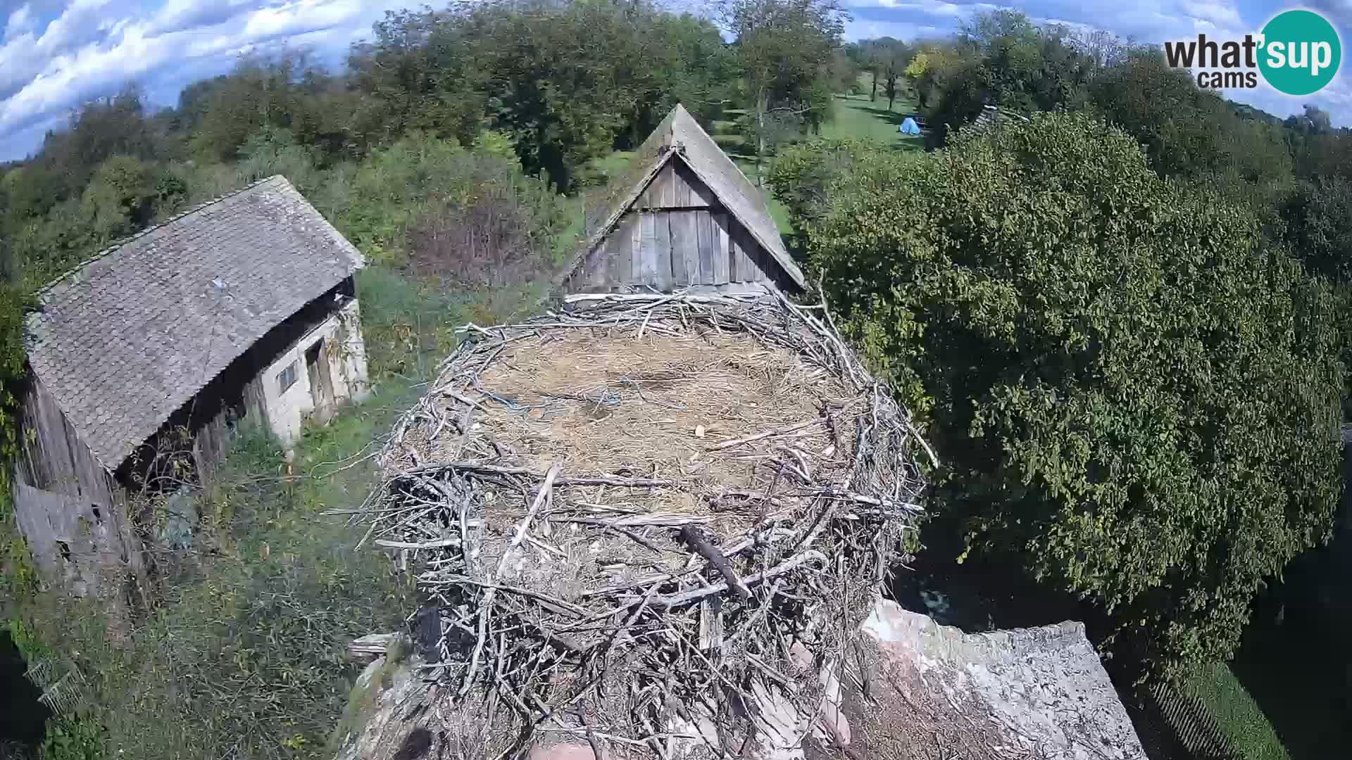 Pueblo europeo de cigüeñas camera en vivo Parque Natural Lonjsko polje
