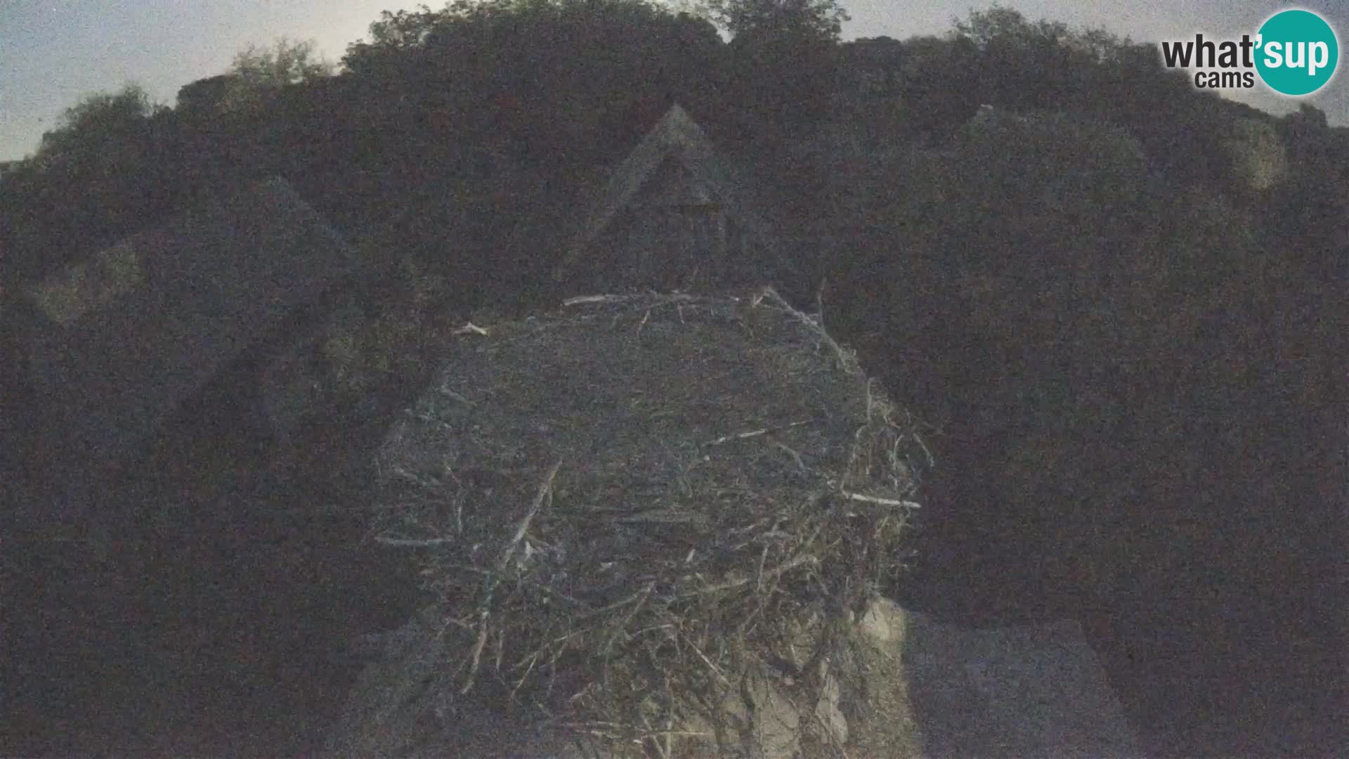Village européen de cigognes webcam Parc naturel de Lonjsko polje