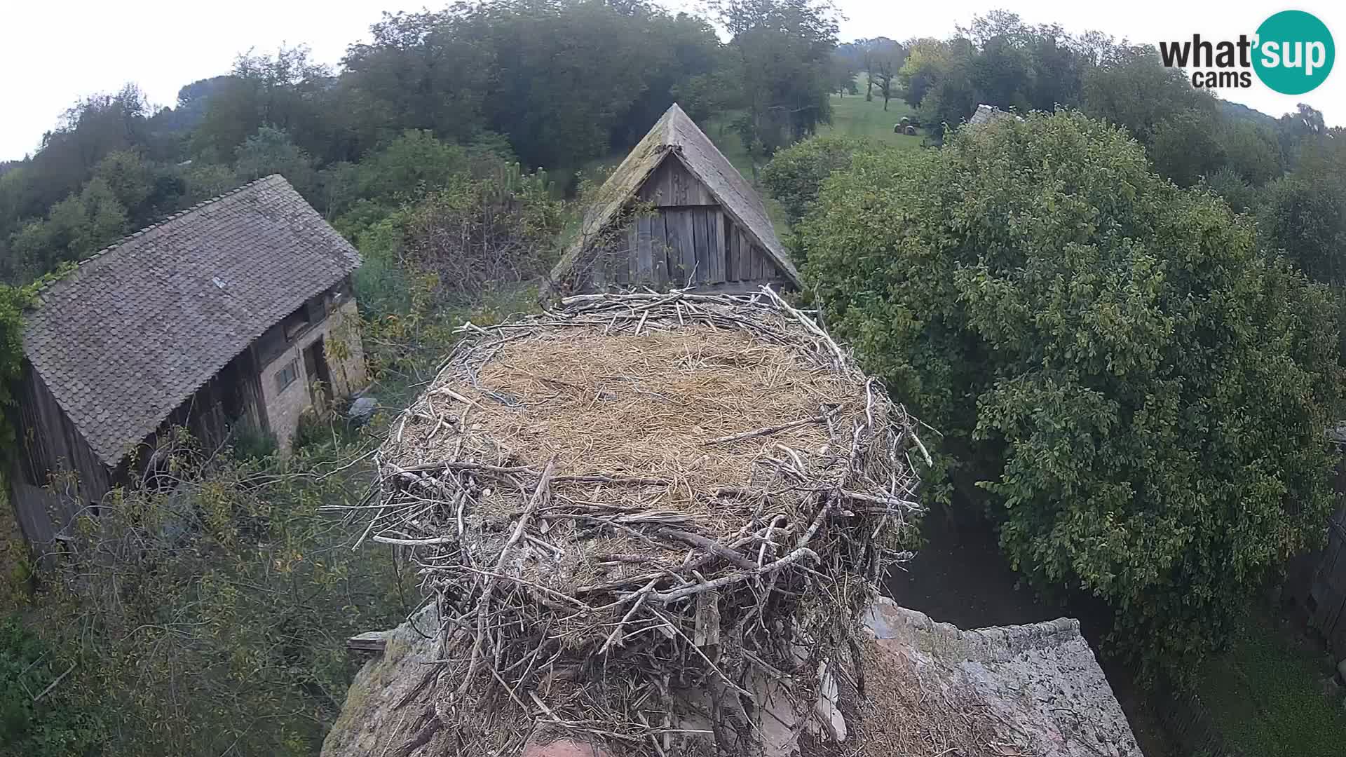 Village européen de cigognes webcam Parc naturel de Lonjsko polje