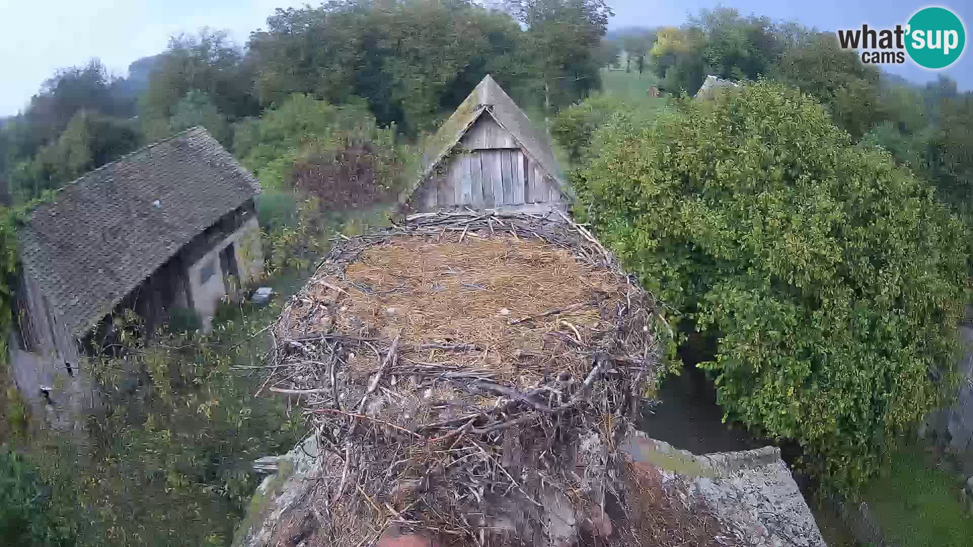 Pueblo europeo de cigüeñas camera en vivo Parque Natural Lonjsko polje