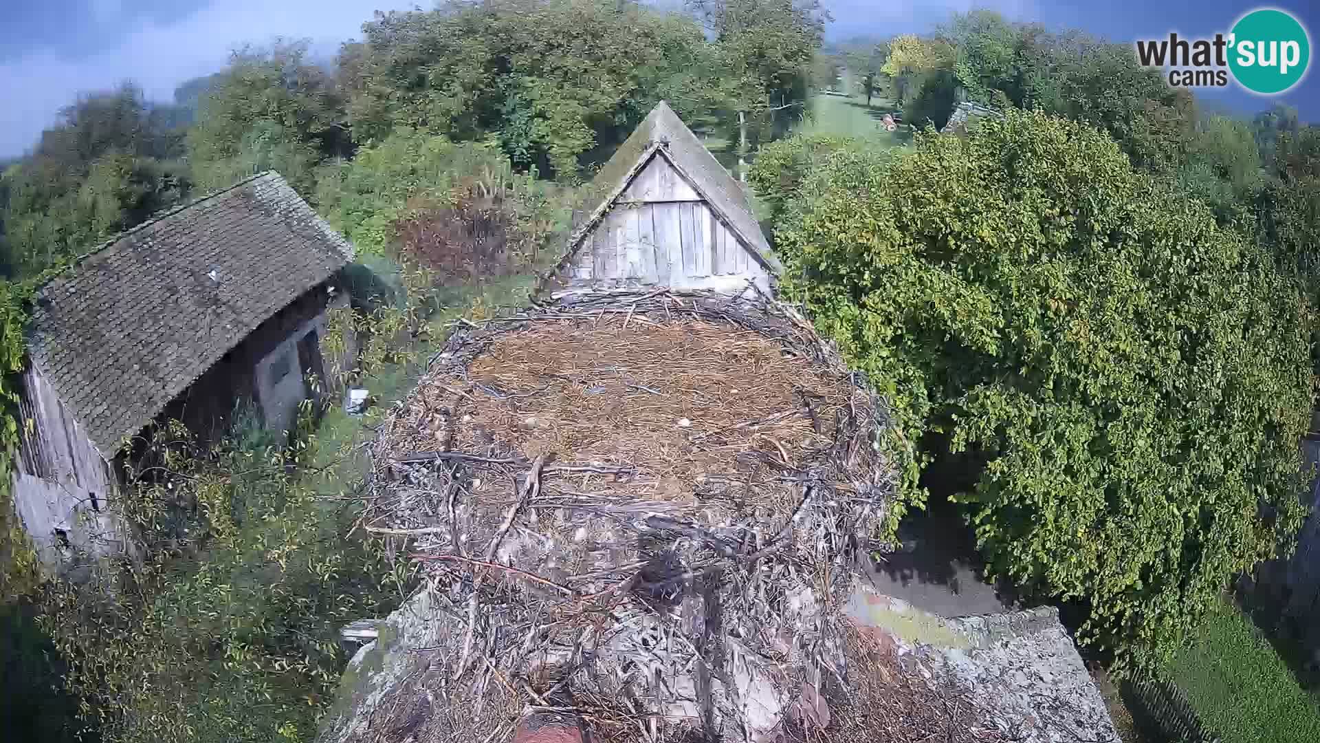 Village européen de cigognes webcam Parc naturel de Lonjsko polje