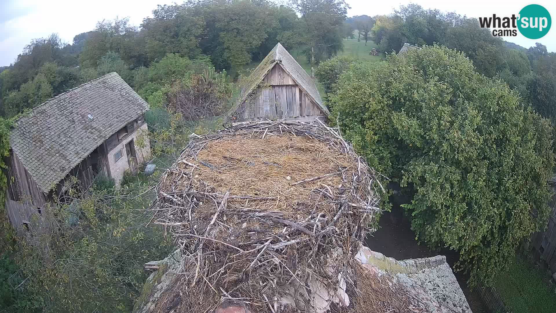 Villaggio delle cicogne europee webcam Parco naturale di Lonjsko polje