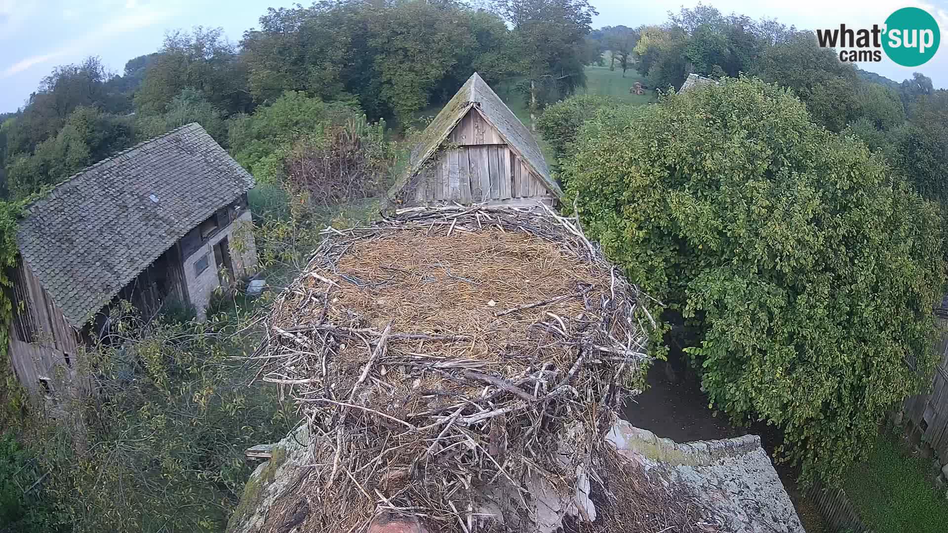 Pueblo europeo de cigüeñas camera en vivo Parque Natural Lonjsko polje
