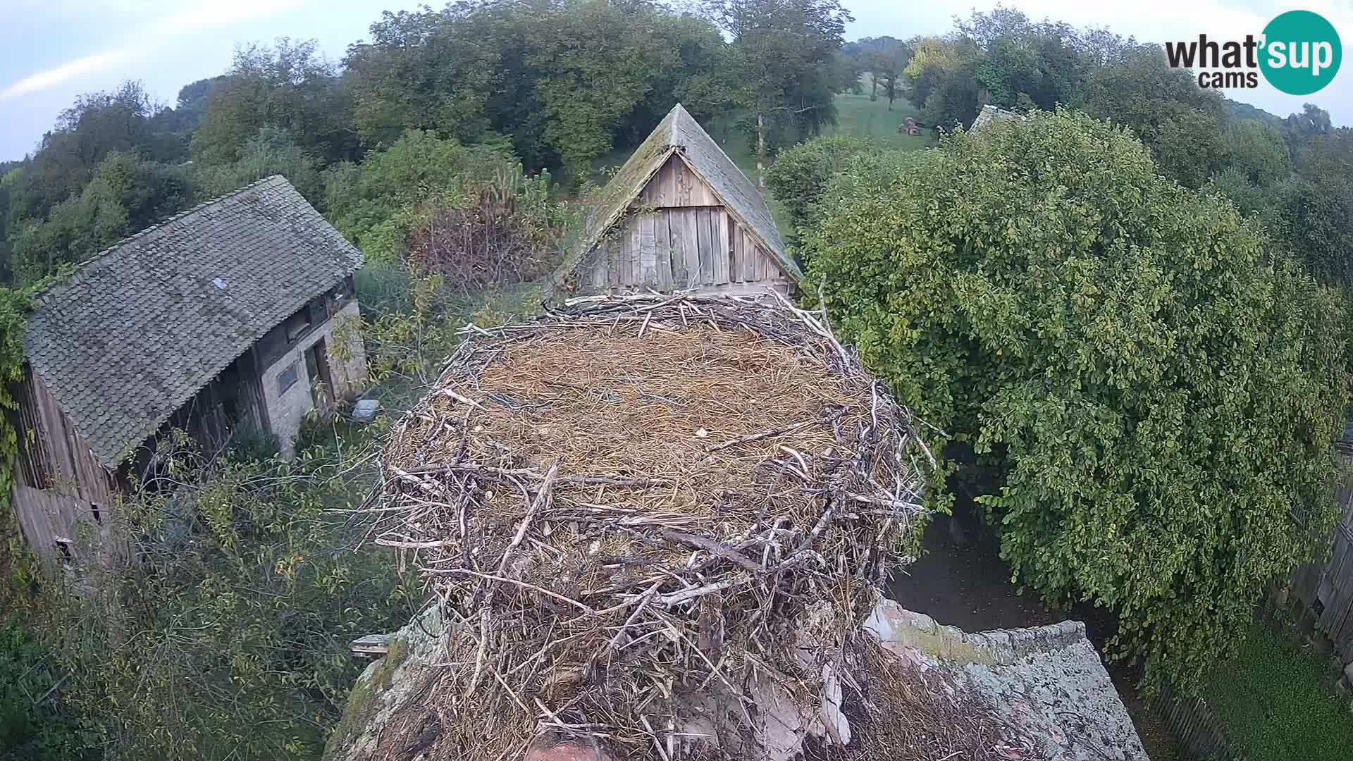 Pueblo europeo de cigüeñas camera en vivo Parque Natural Lonjsko polje