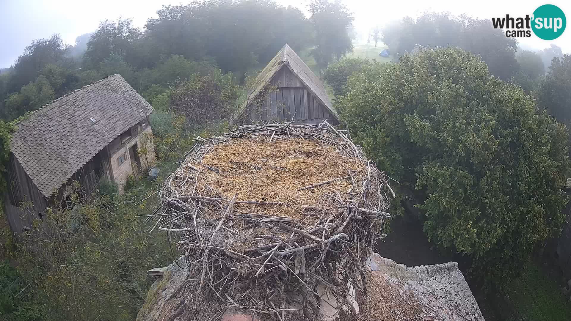 Village européen de cigognes webcam Parc naturel de Lonjsko polje