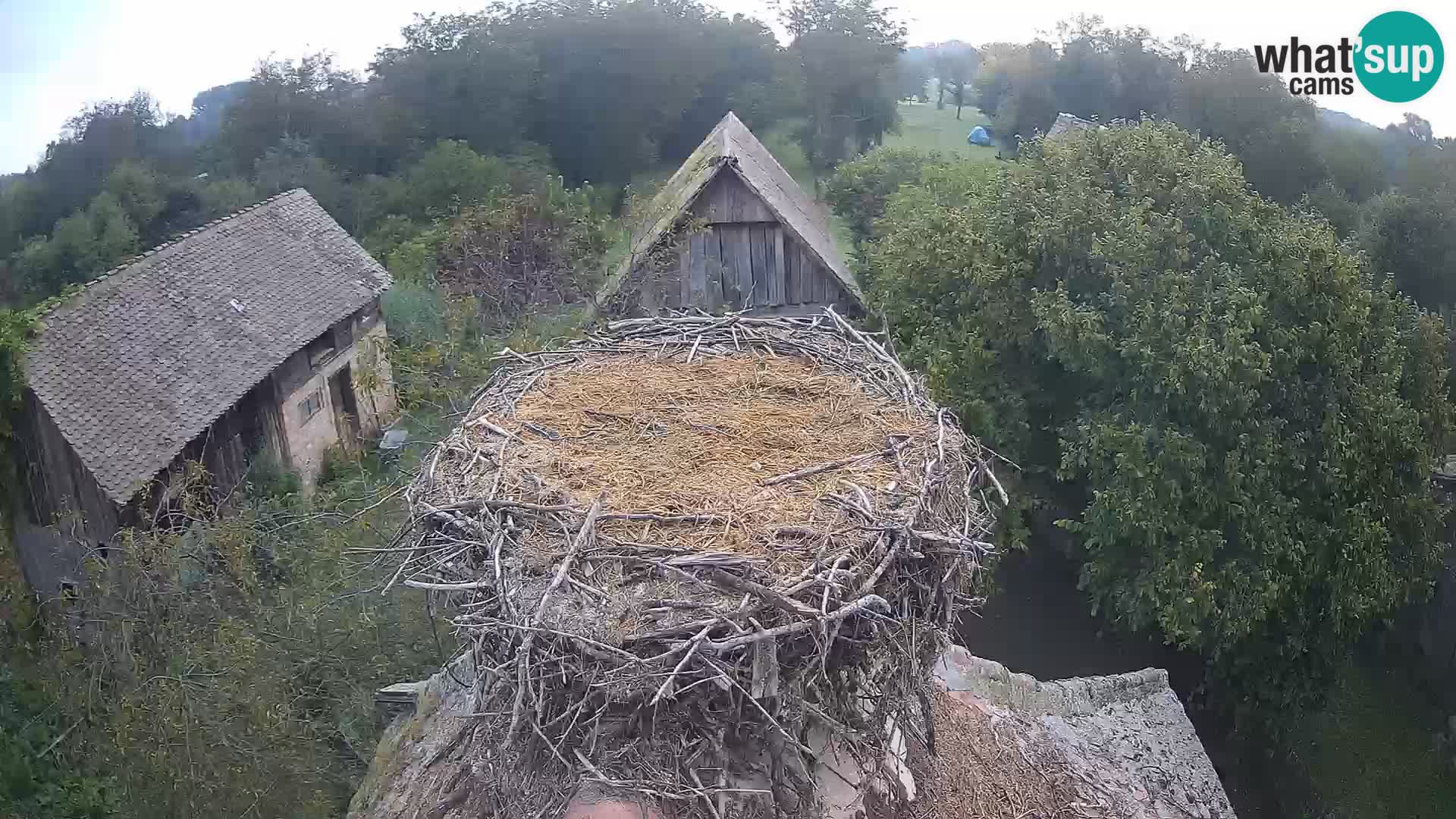 Villaggio delle cicogne europee webcam Parco naturale di Lonjsko polje
