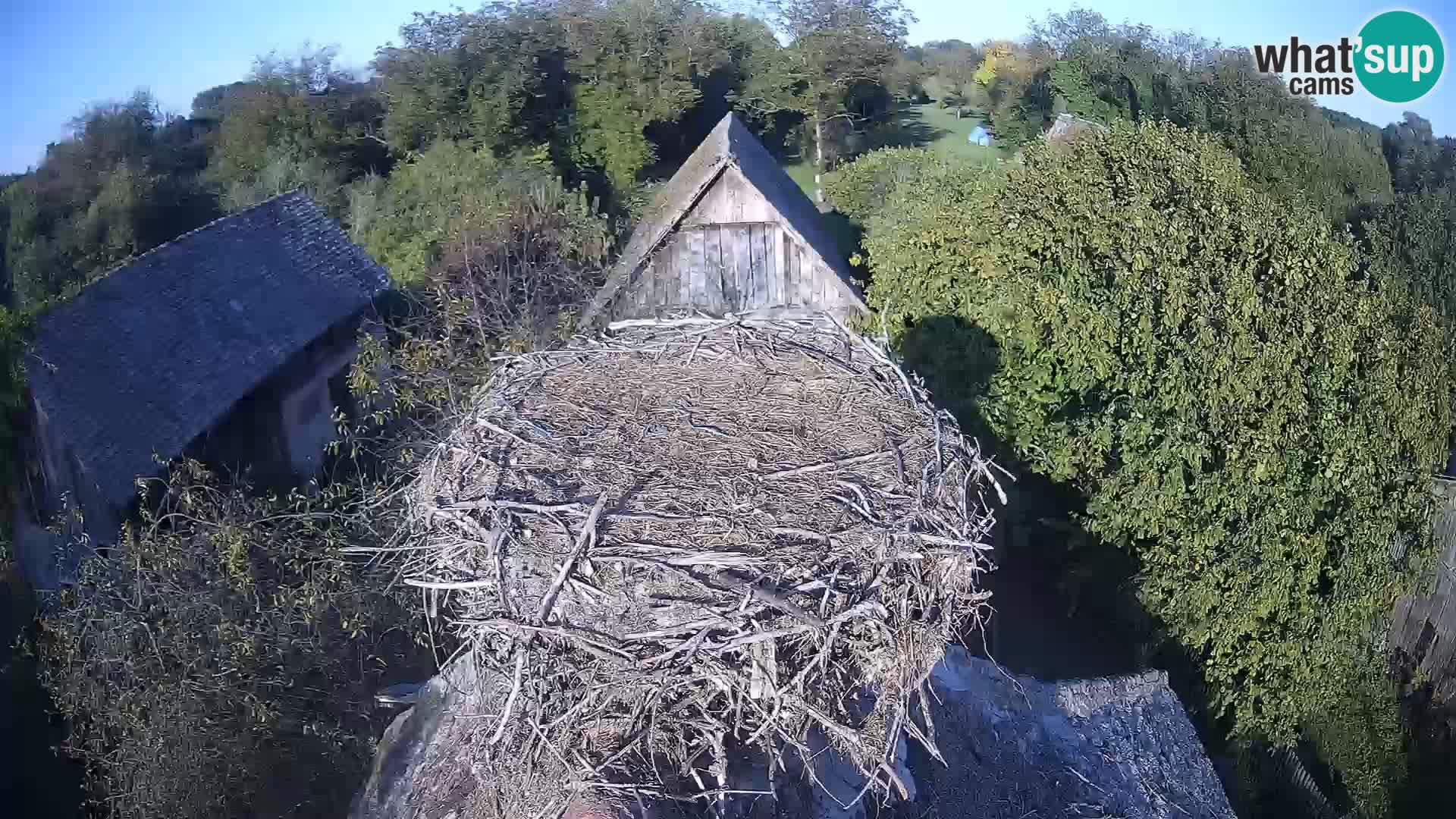 Villaggio delle cicogne europee webcam Parco naturale di Lonjsko polje