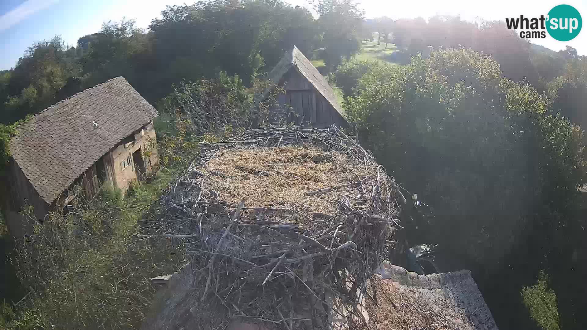 Pueblo europeo de cigüeñas camera en vivo Parque Natural Lonjsko polje