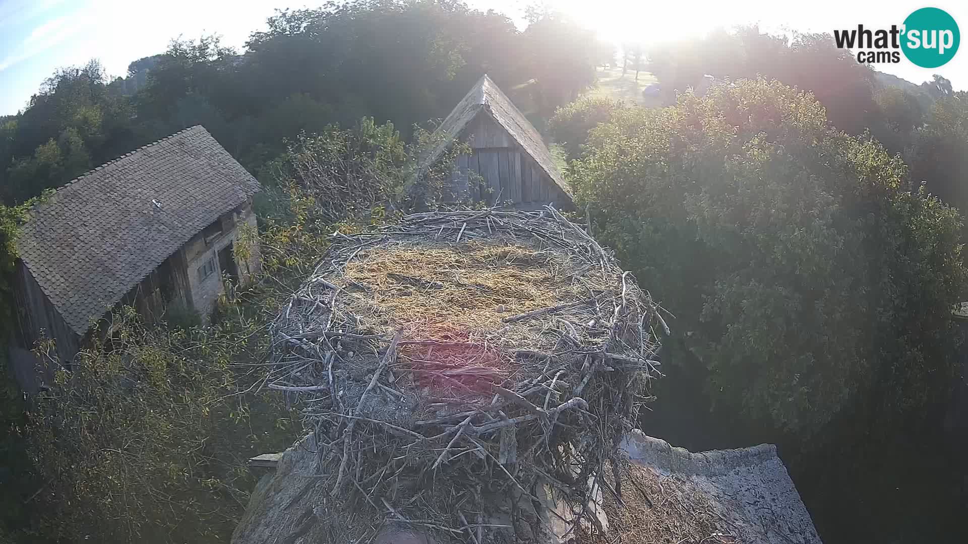 Villaggio delle cicogne europee webcam Parco naturale di Lonjsko polje
