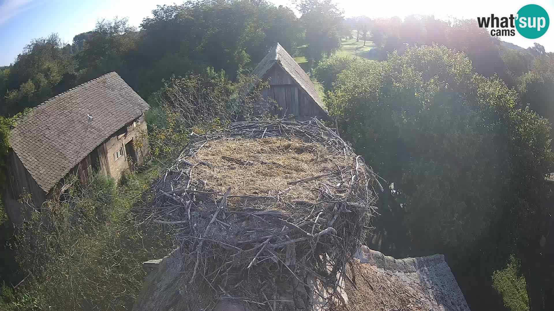 Villaggio delle cicogne europee webcam Parco naturale di Lonjsko polje