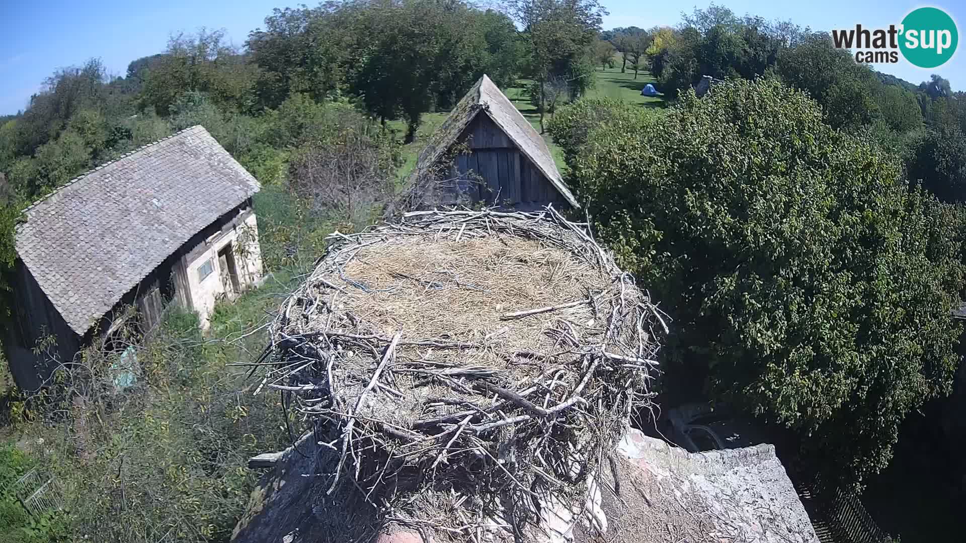 Villaggio delle cicogne europee webcam Parco naturale di Lonjsko polje