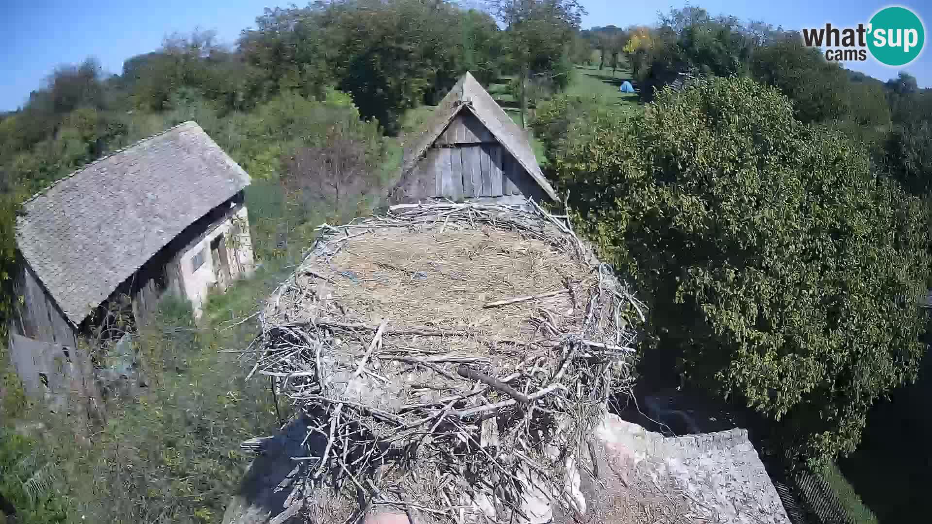 Pueblo europeo de cigüeñas camera en vivo Parque Natural Lonjsko polje