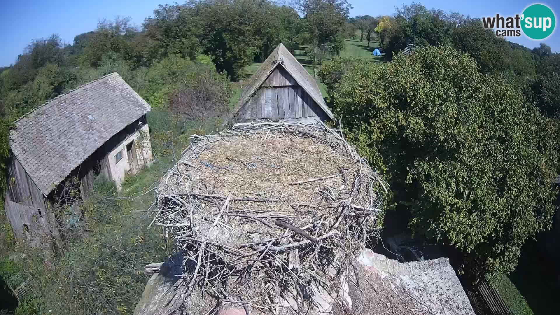 Pueblo europeo de cigüeñas camera en vivo Parque Natural Lonjsko polje